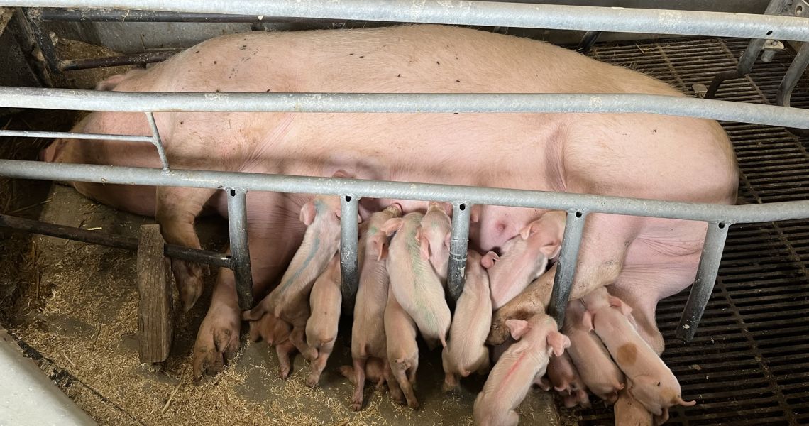Op og ned om fiksering | Dyrenes Beskyttelse