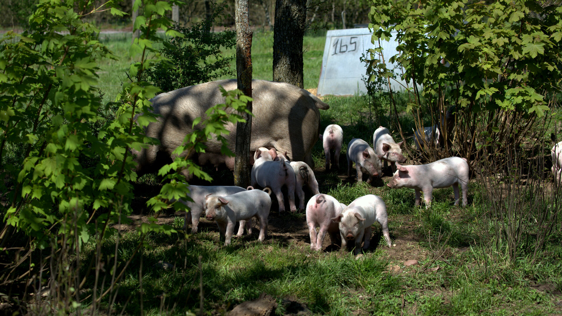 Ny brancheaftale løfter dansk, økologisk svineproduktion til endnu bedre dyrevelfærd