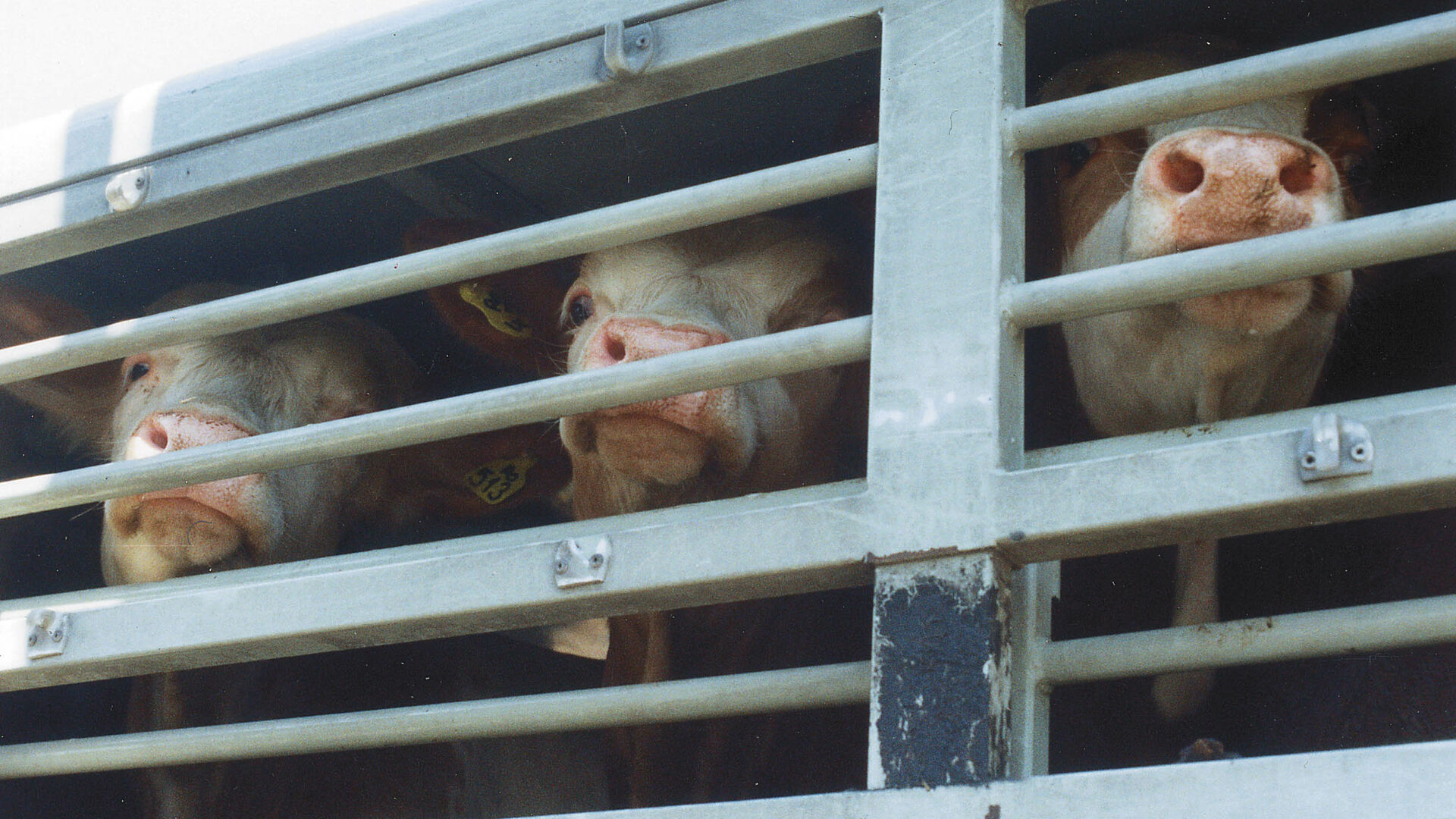 Over 1 million underskrifter er indsamlet i kampen mod lange dyretransporter