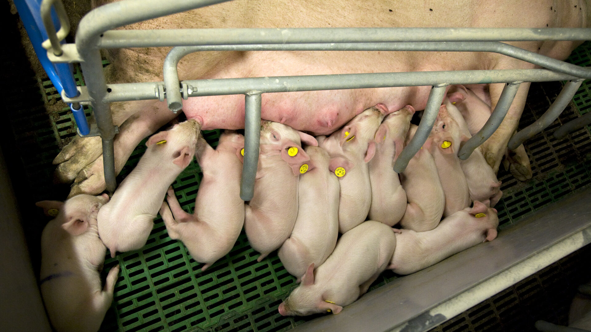 I Danmark kastreres mere end 40.000 grise uden bedøvelse - hver dag