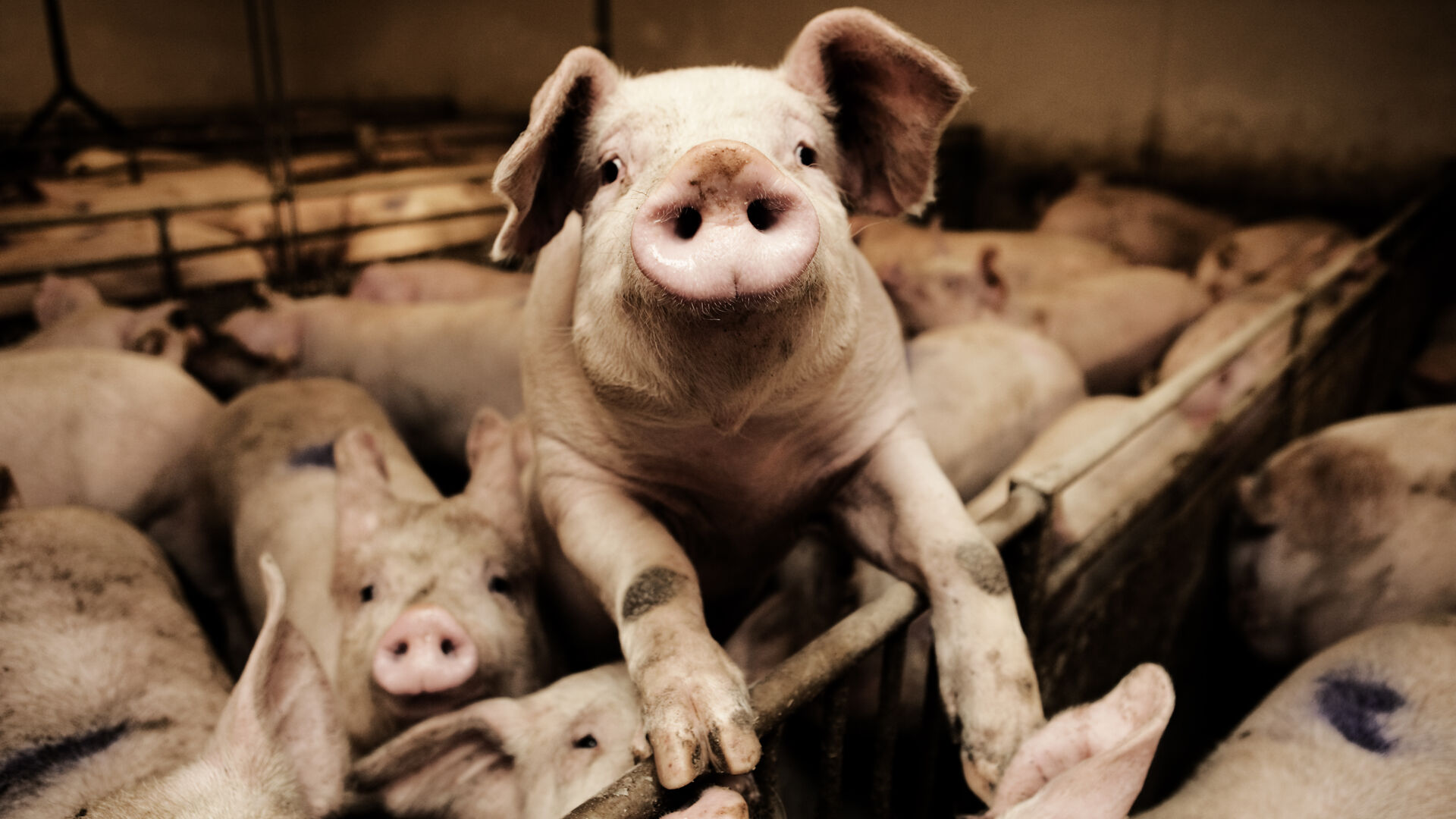 Socialdemokratiet kalder Esben Lunde i samråd om grise