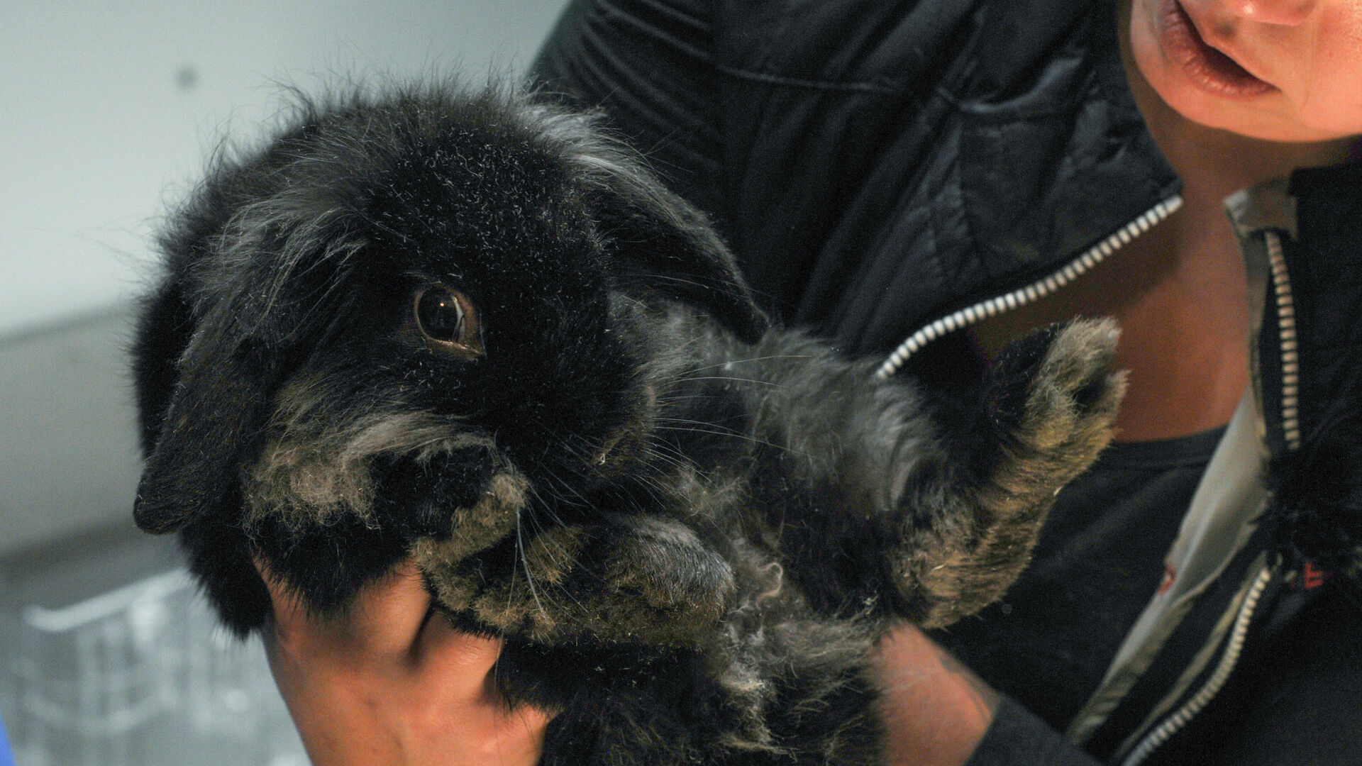 Dyrenes Beskyttelse fik overdraget 46 kaniner