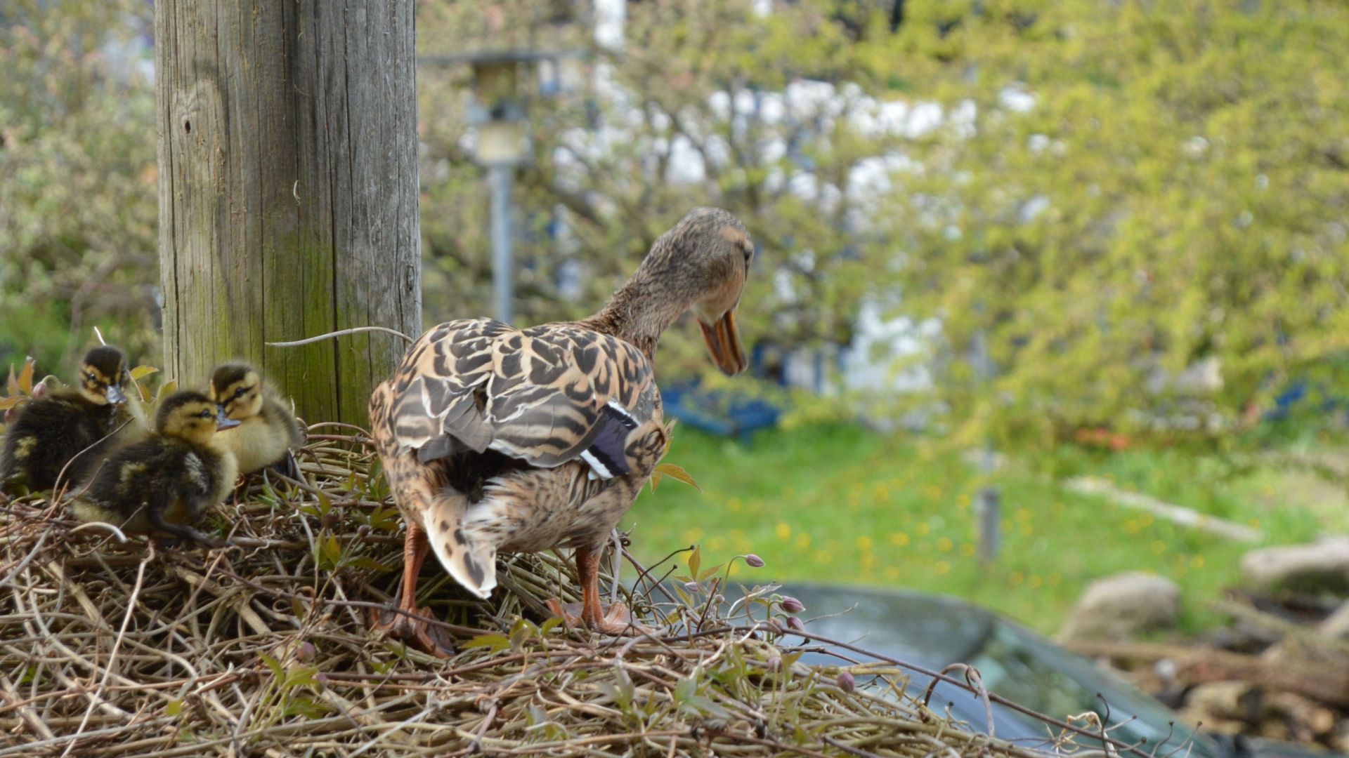 andefamilie i byen