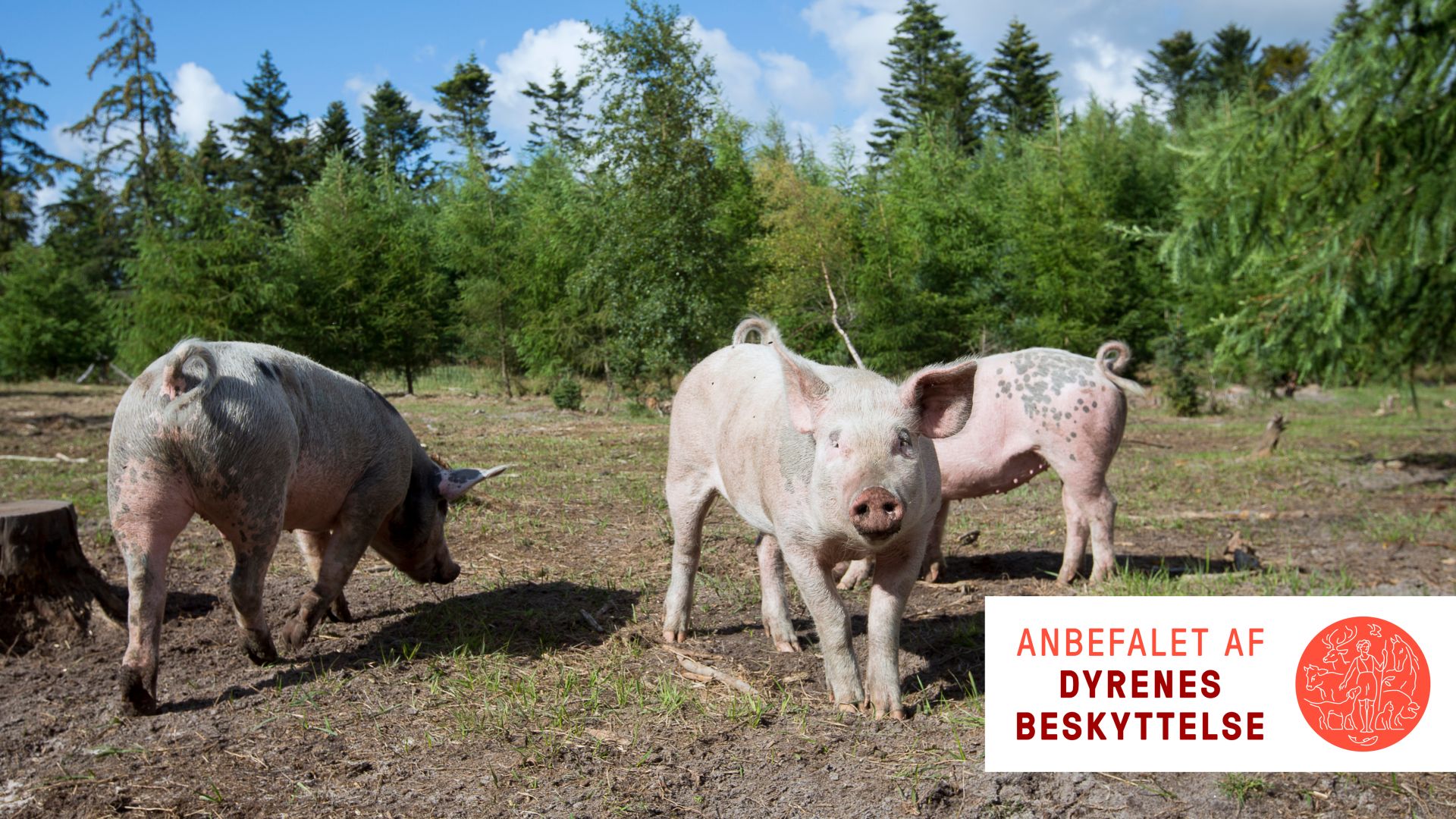 Gå efter mærket "Anbefalet af Dyrenes Beskyttelse"