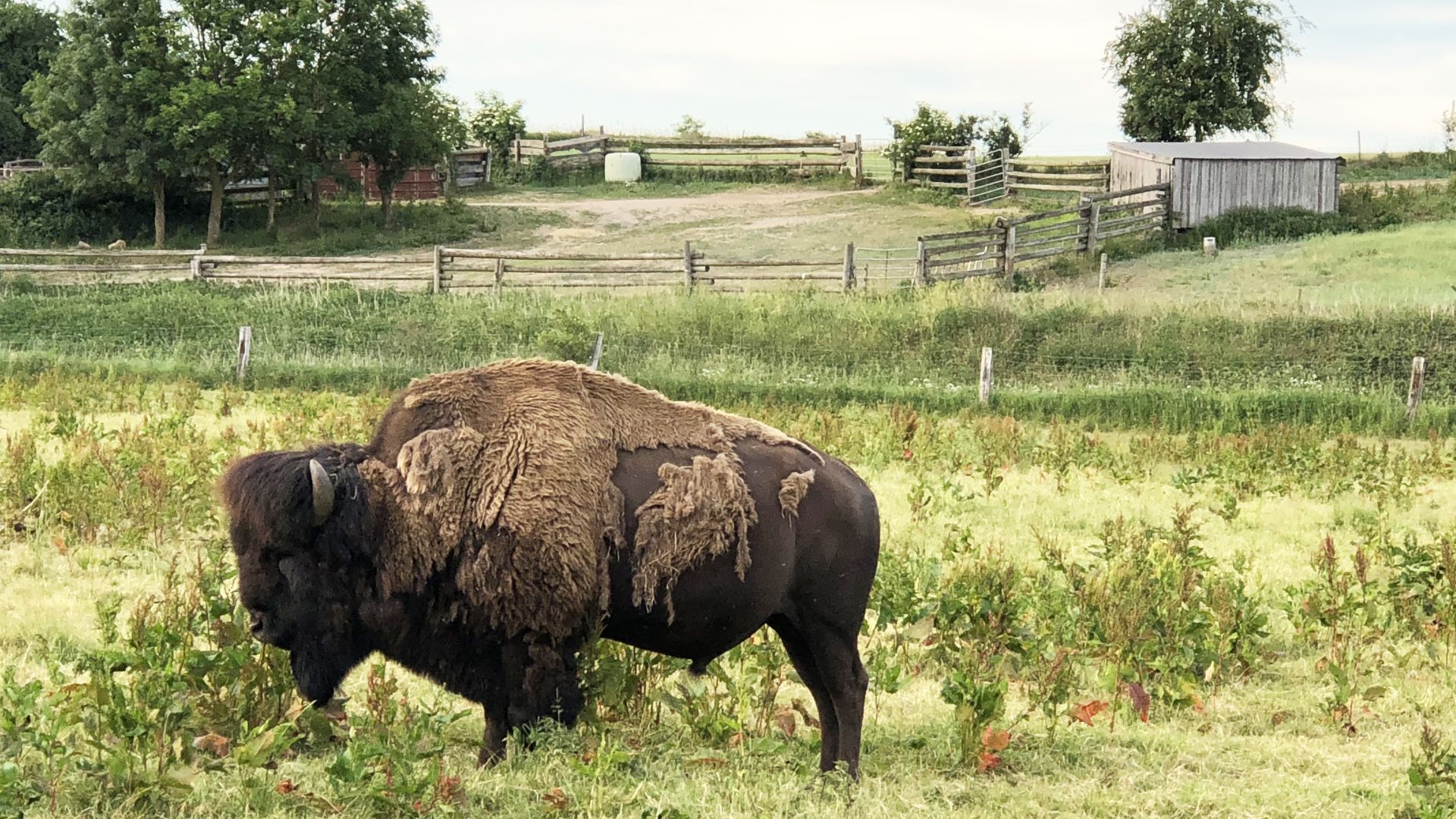 bison på Ditlevsdal