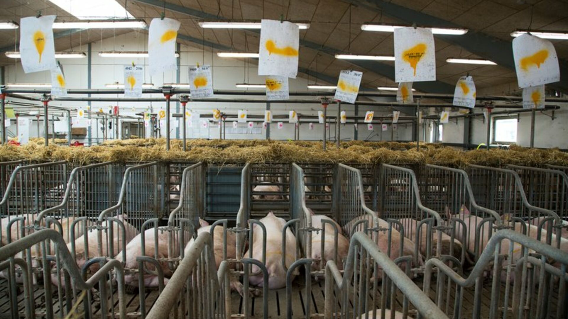 Fødevarestyrelsens dyrevelfærdskontrol viste, at 43 pct. af de hidtidige kontrollerede svineproducenter ikke overholdte reglerne i 2017