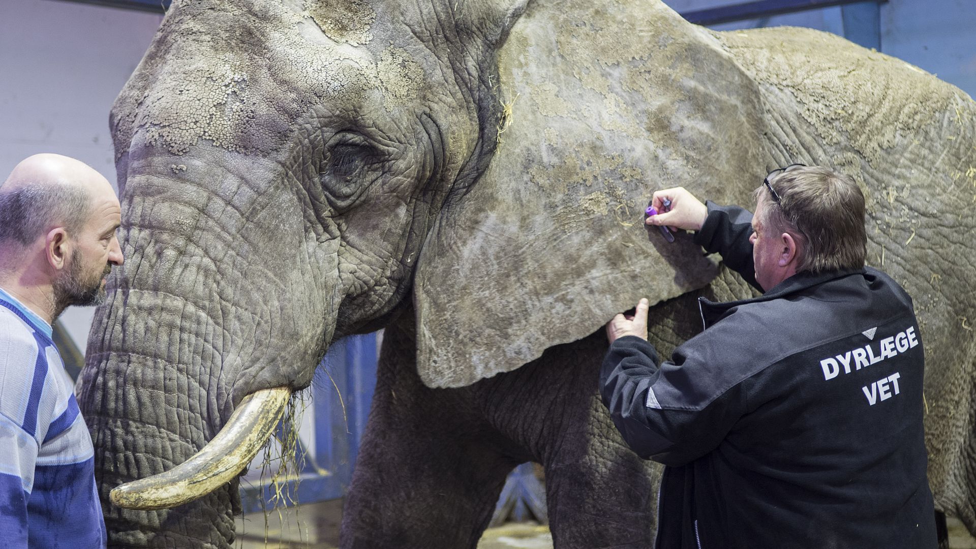 Elefanterne fra Cirkus Arena er nu sundhedstjekket