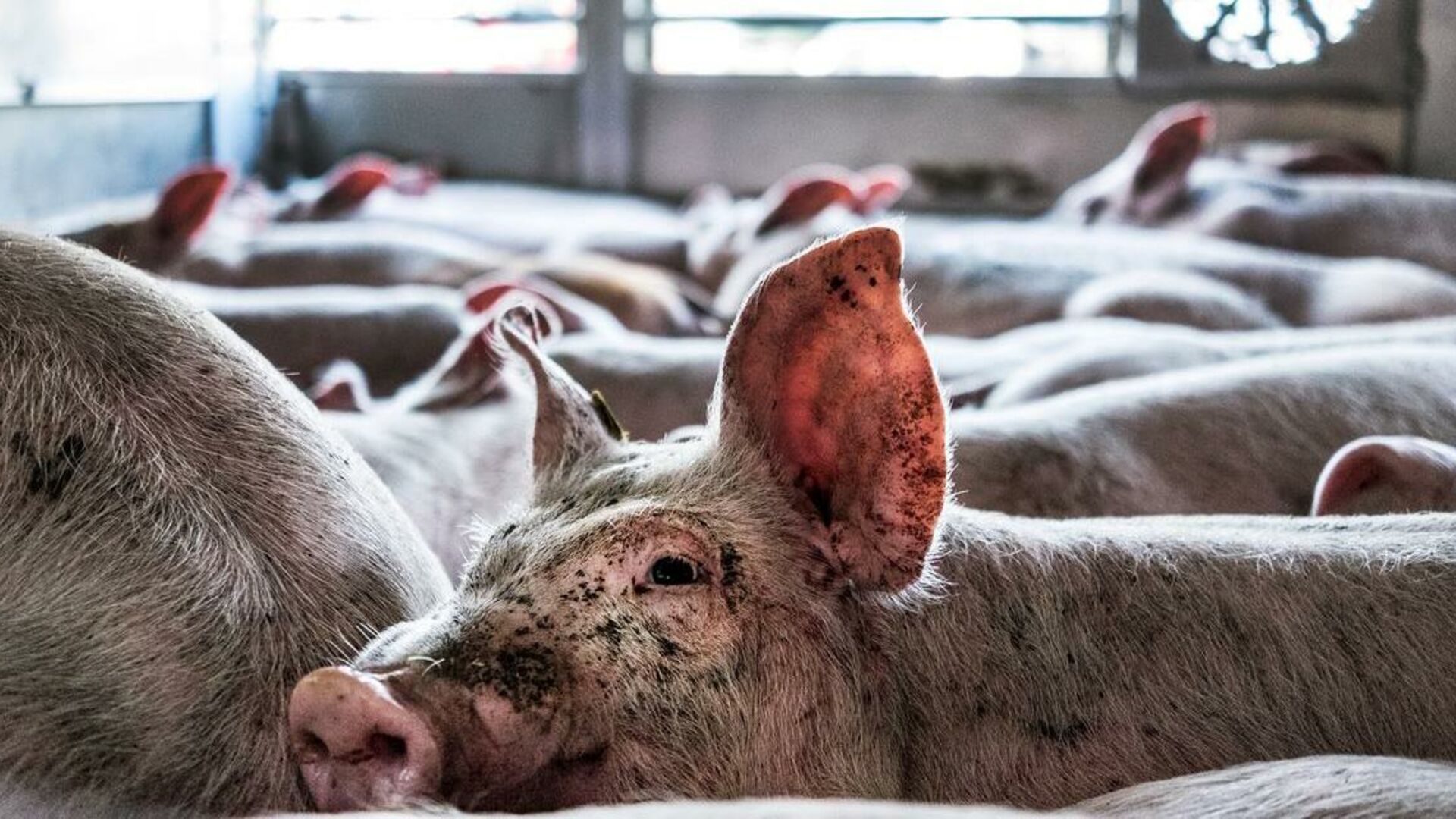 Mange tusinde grise til eksport dør allerede inden de forlader Danmark