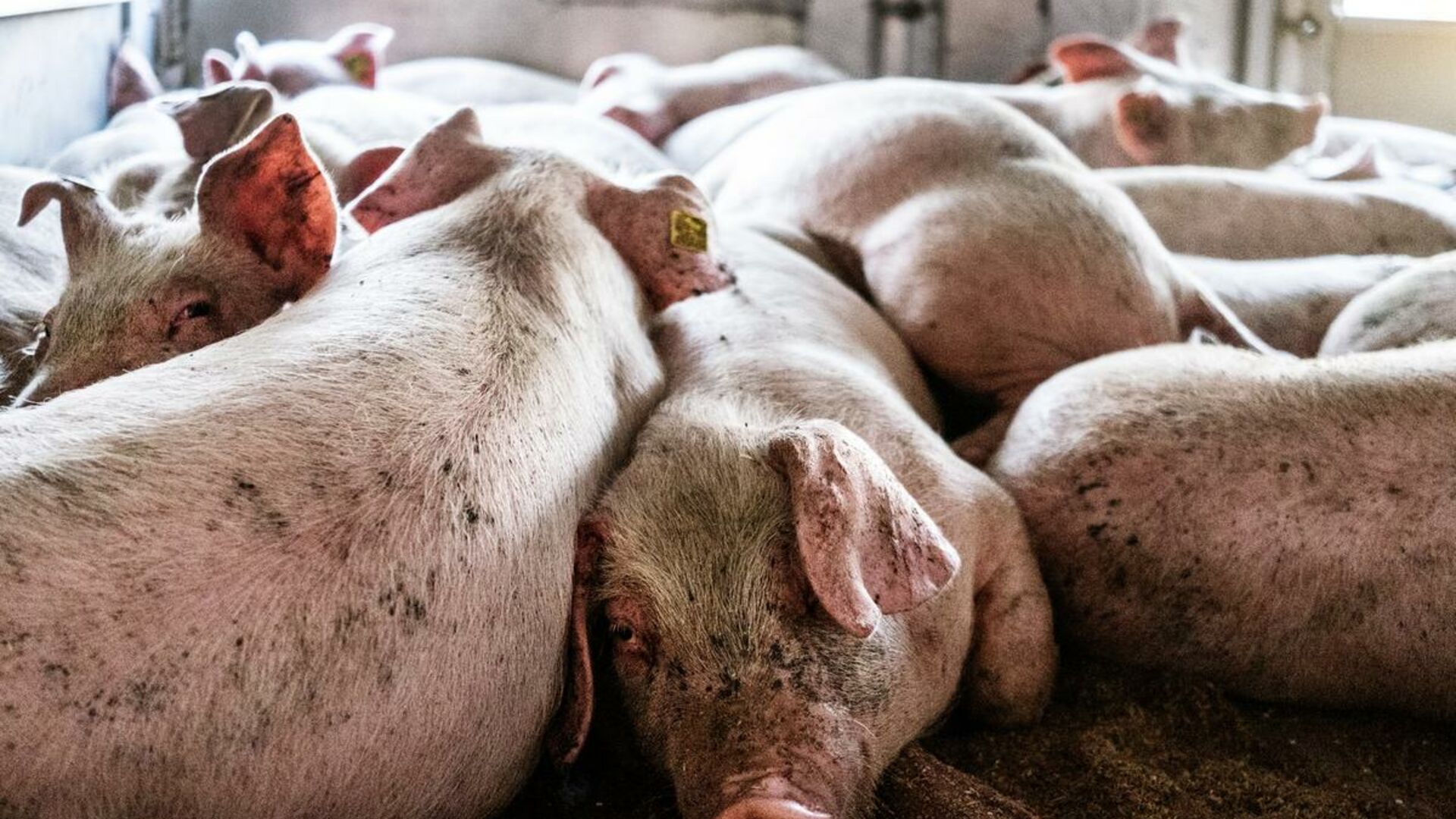 Danske grise ombord på en dyretransport til udlandet