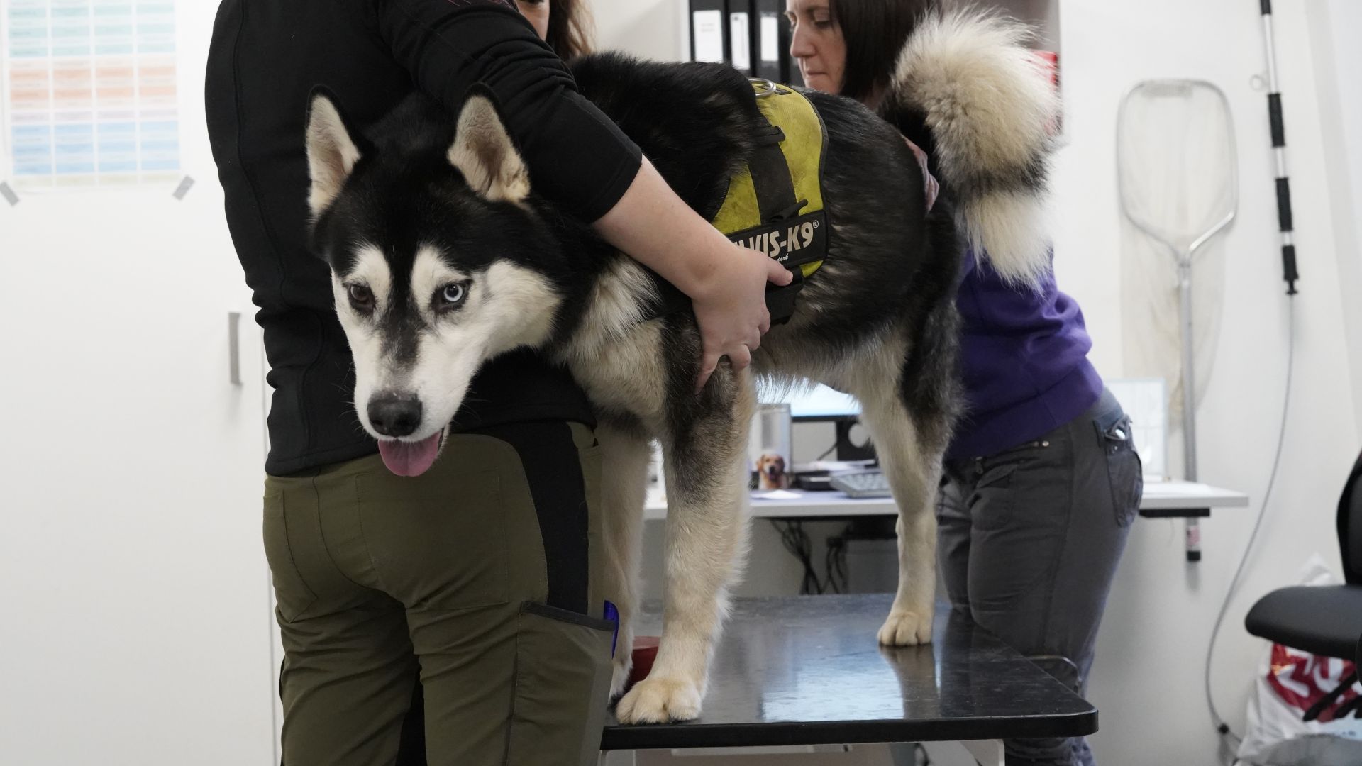 Siberian Husky er blevet meget populære, særligt på grund af TV-serien Game of Thrones