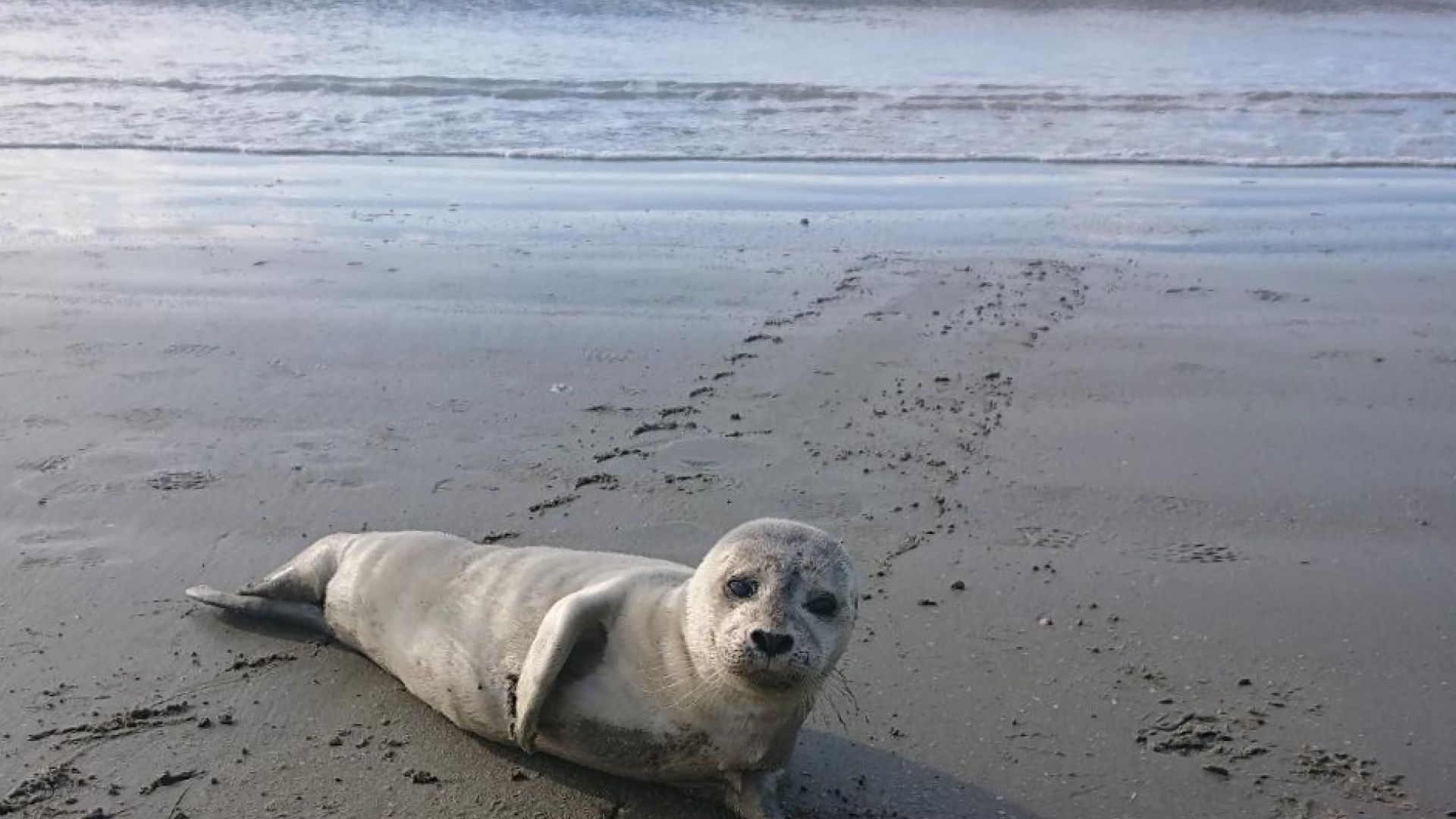 Sæl på strand på Rømø