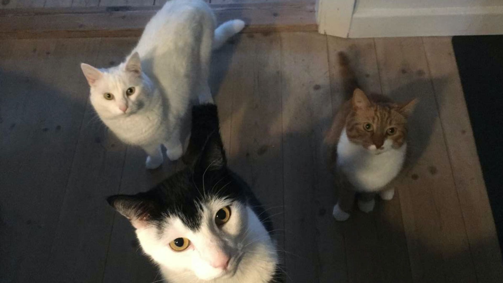 De tre katte er alle adopteret på Falsters Internat, hvor Laura er kattekæler.