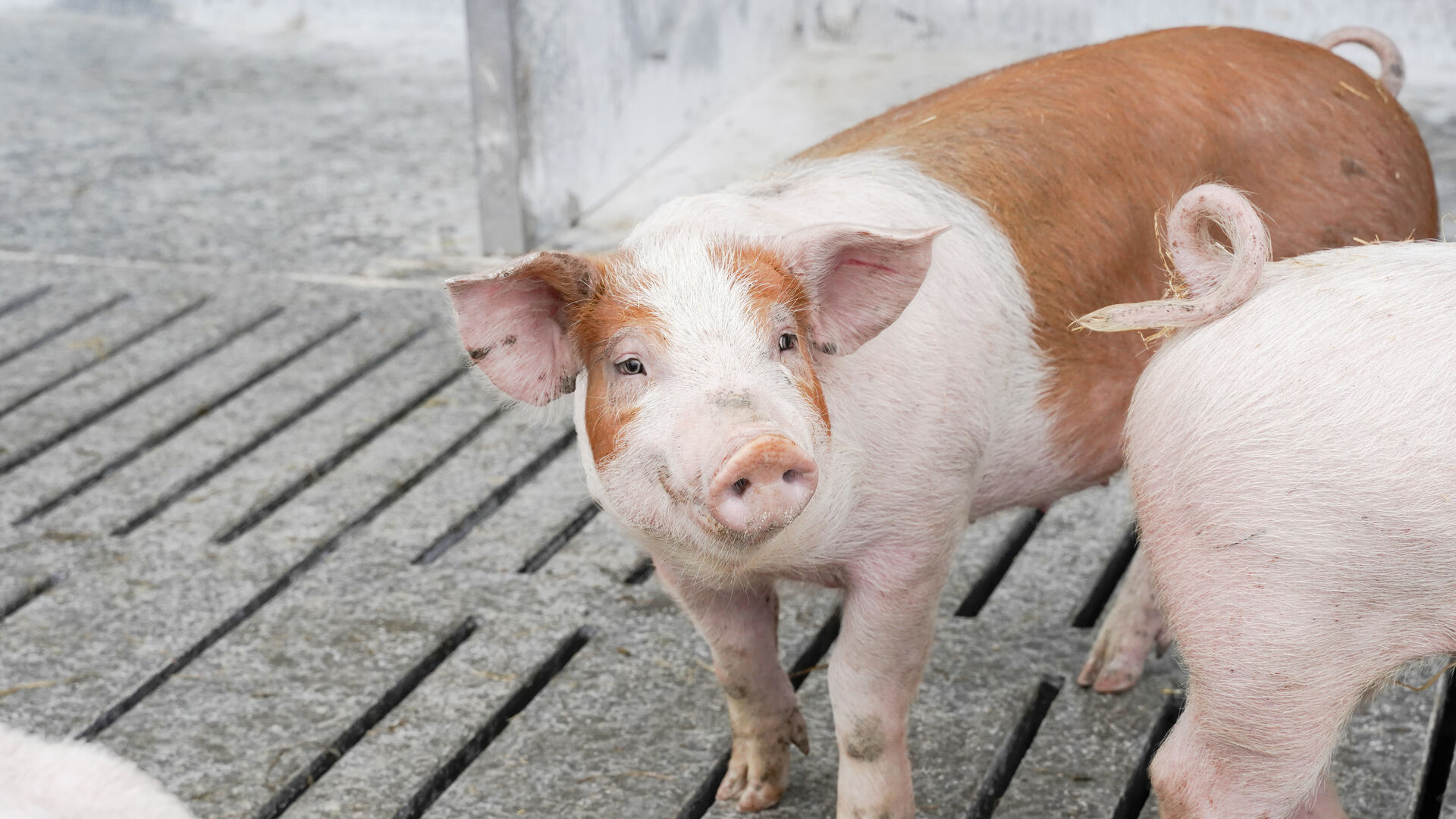 gris dyrevelfærdslov