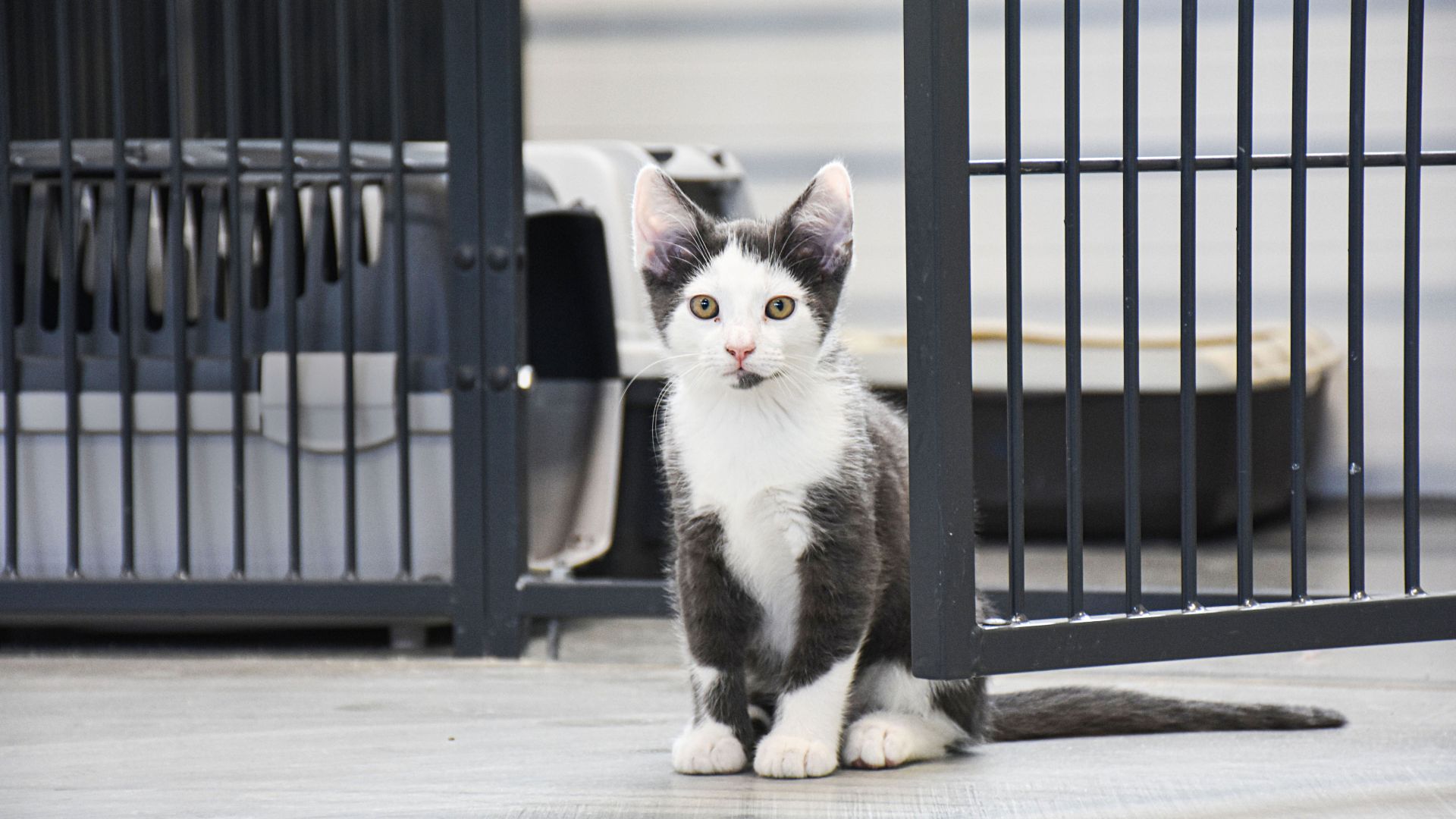 Katten er et populært familiedyr i Danmark. Alligevel er der ingen lovgivning for landets mange ejerkatte, og det går ud over kattens status i samfundet, mener familiedyrschef i Dyrenes Beskyttelse. 