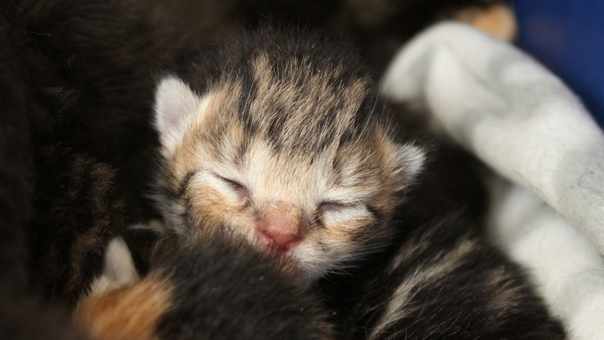 I 2019 fandt Dyrenes Beskyttelse 918 katte efterladt i kasser, tasker eller bure.