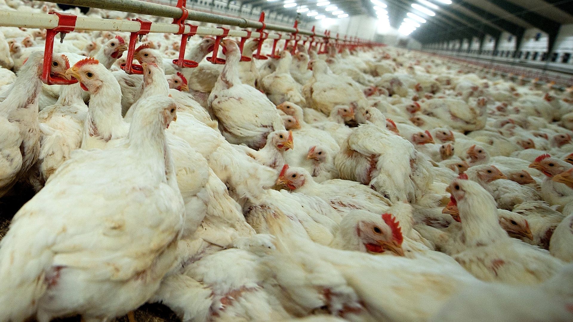 Turbokyllingen, Ross 308 samles i flokke af op til 50000 kyllinger pr. hal. 