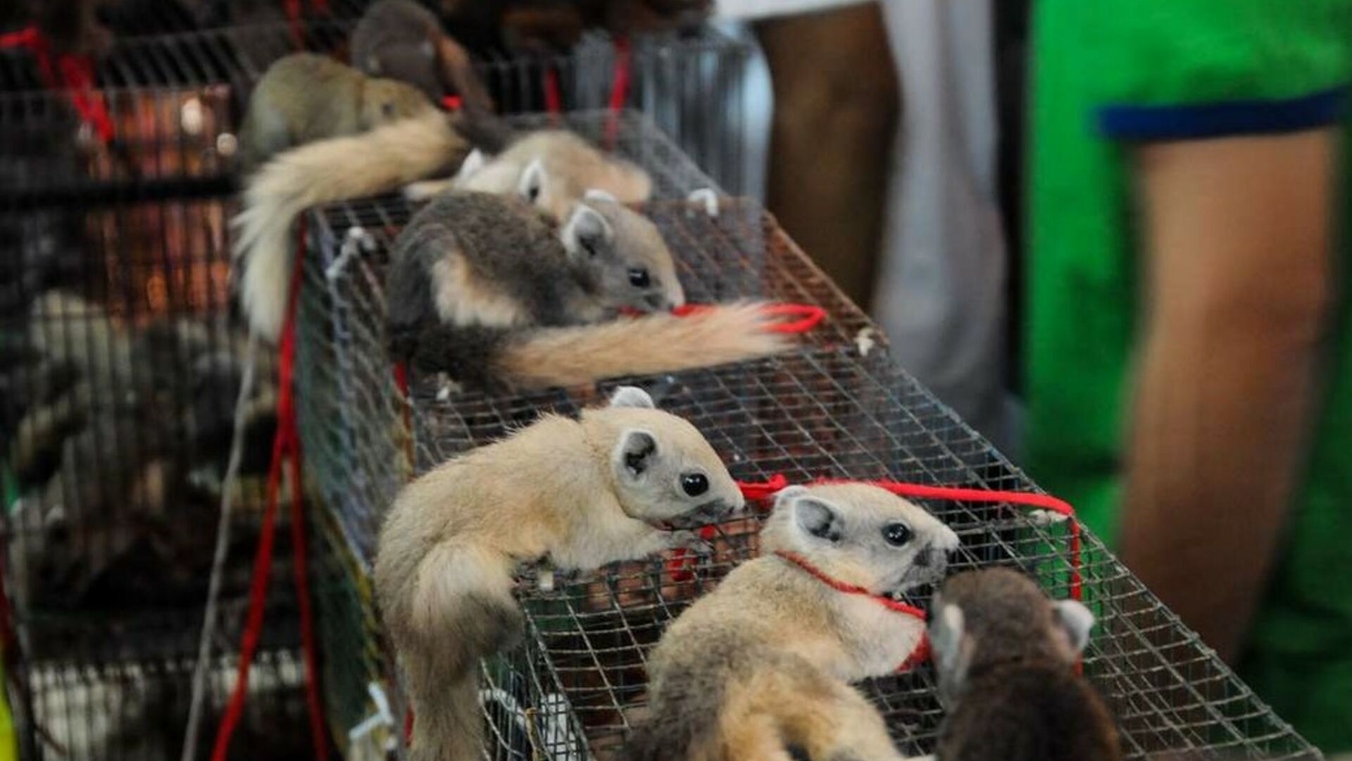 Vilde dyr sælges på markeder overalt i verden