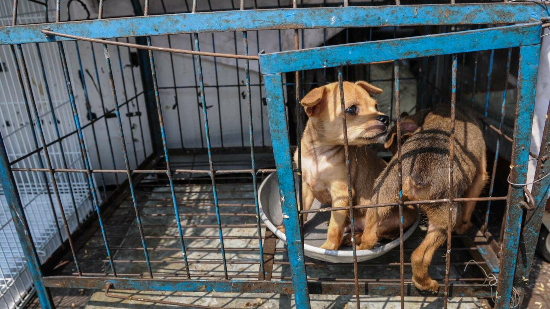 Hunde på thailandsk dyremarked. Foto: Jo-Anne McArthur / We Animals