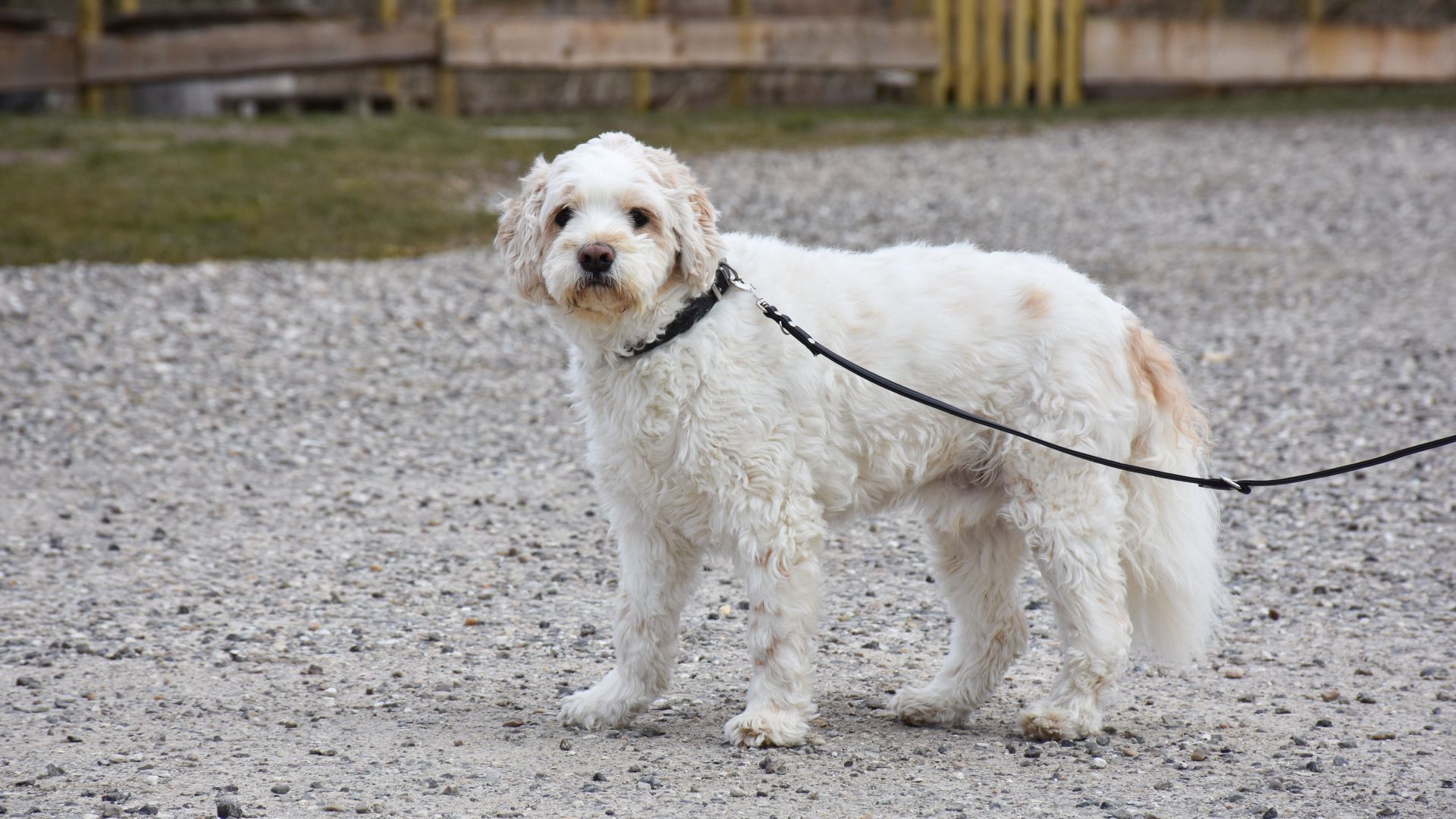 Bølle er en blid men også usikker hund. Han er født i en hvalpefabrik