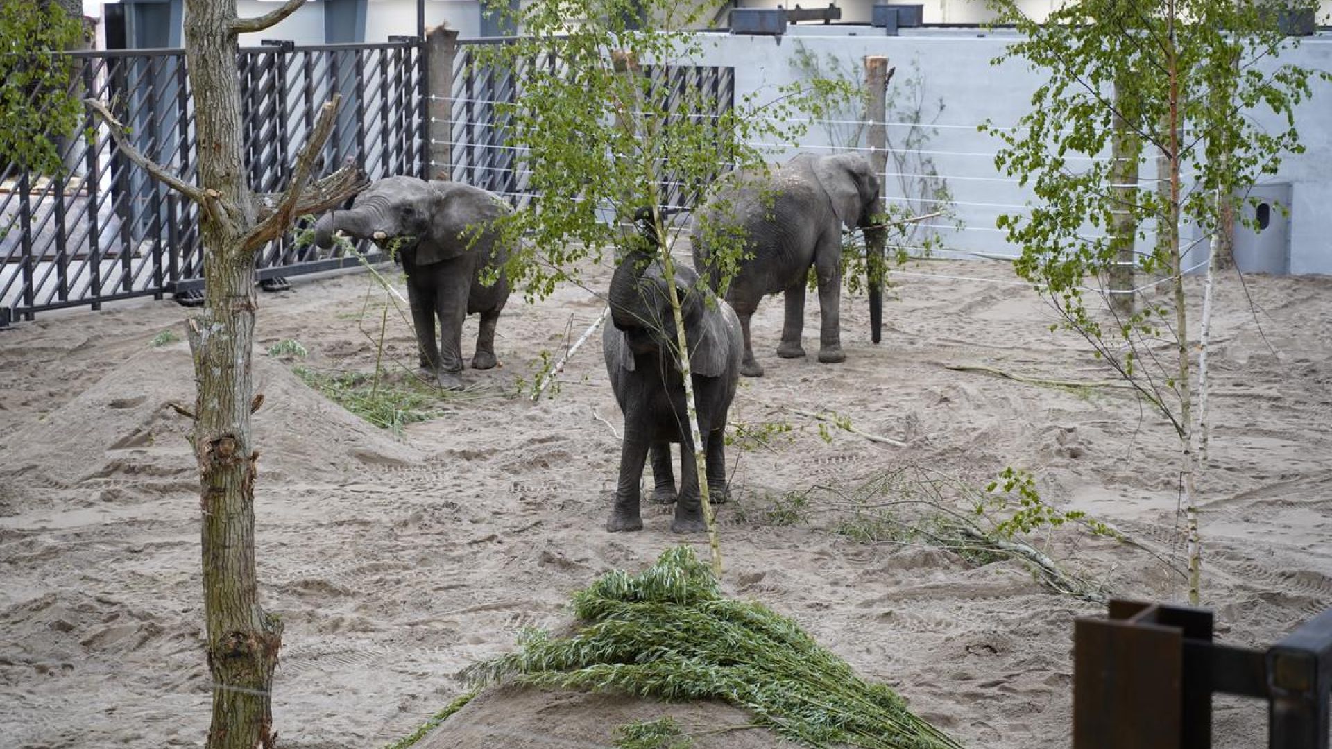 Cirkuselefanternes nye staldanlæg i Knuthenborg Safaripark