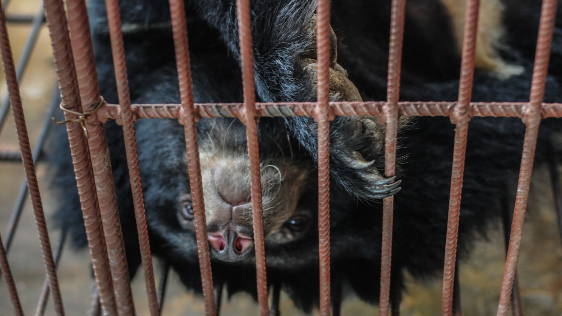 bjørnegalde anbefales stadig af de kinesiske myndigheder 