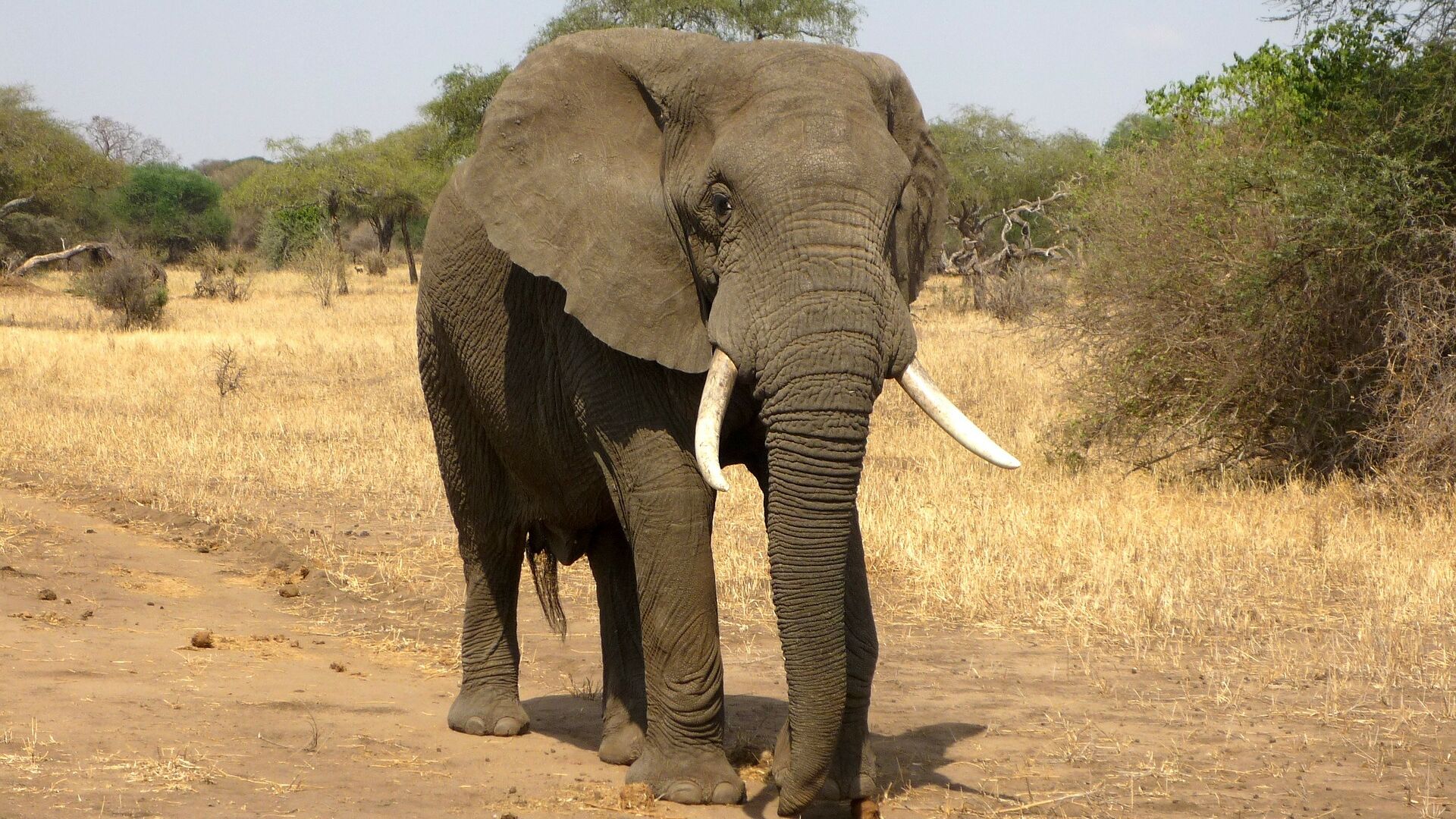 Elefantens elfenben er mange penge værd