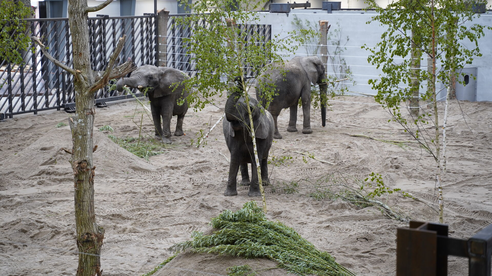 Elefanterne i deres nye staldanlæg