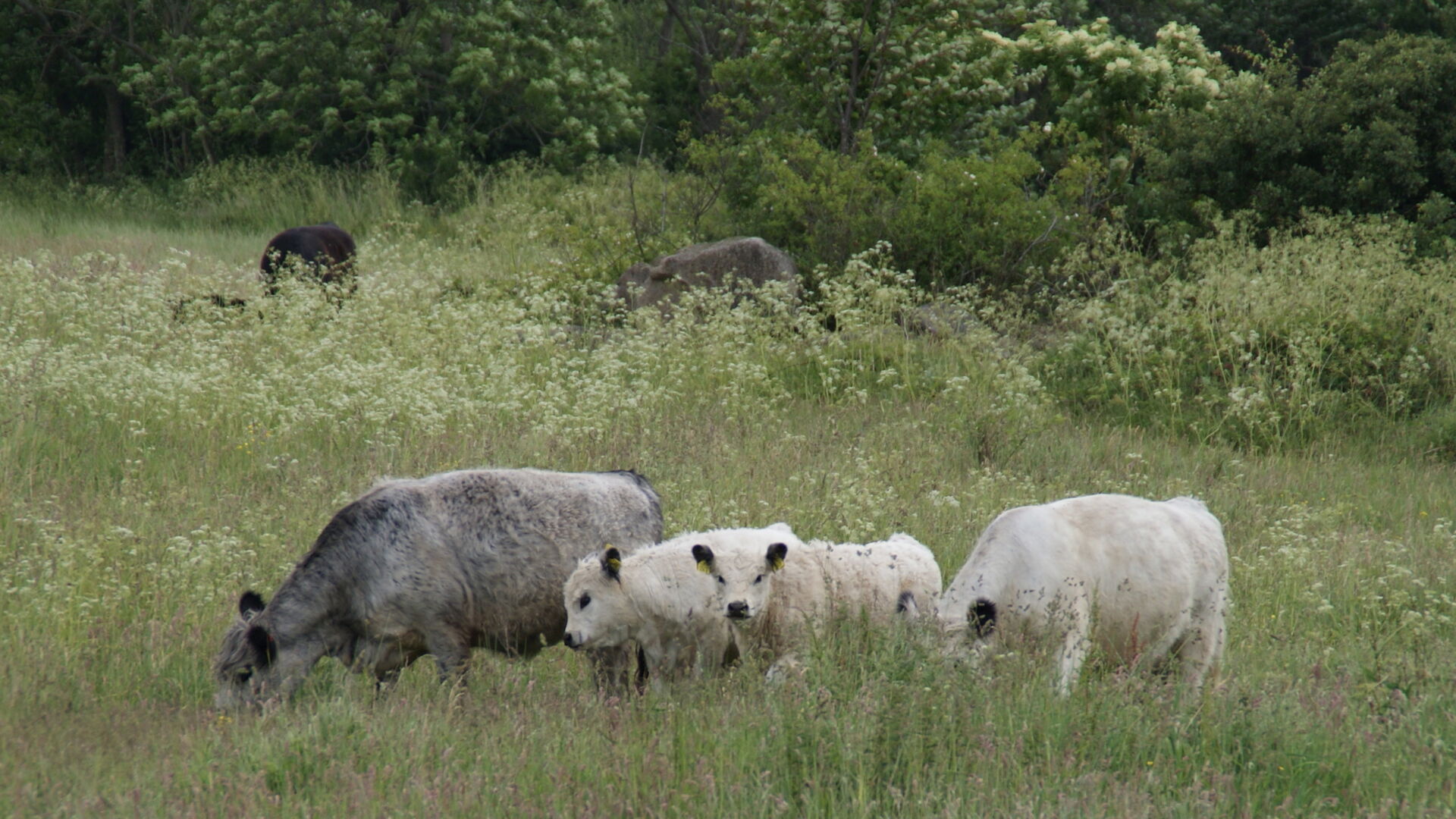 Græssende kvæg i naturområde