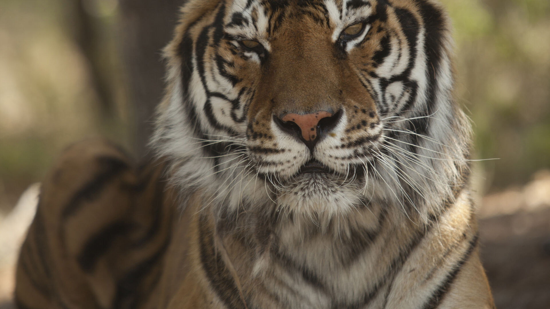 Tigeren Keni blev reddet fra et hårdt liv i cirkus