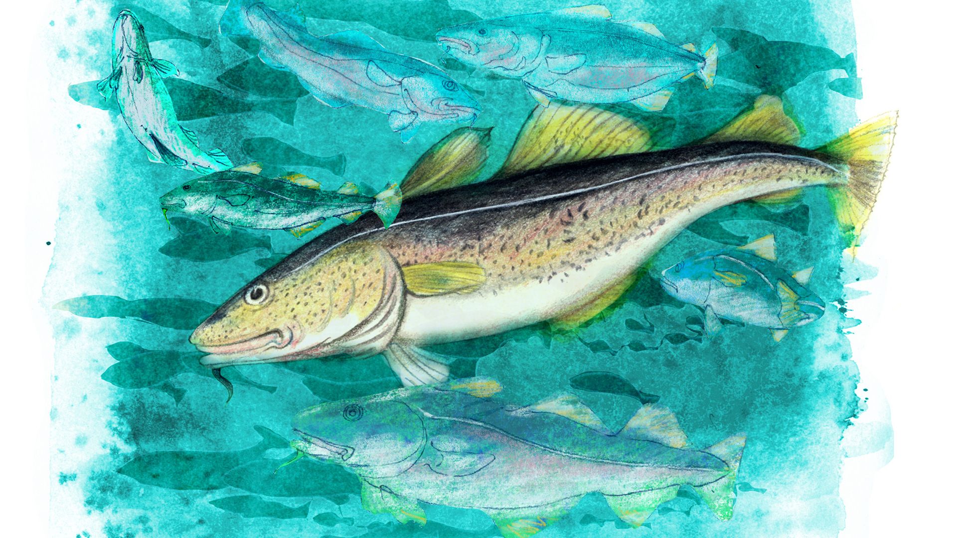 Illustration: Anne-Sophie Helger Illustration af torsk ved Anne-Sophie Helger