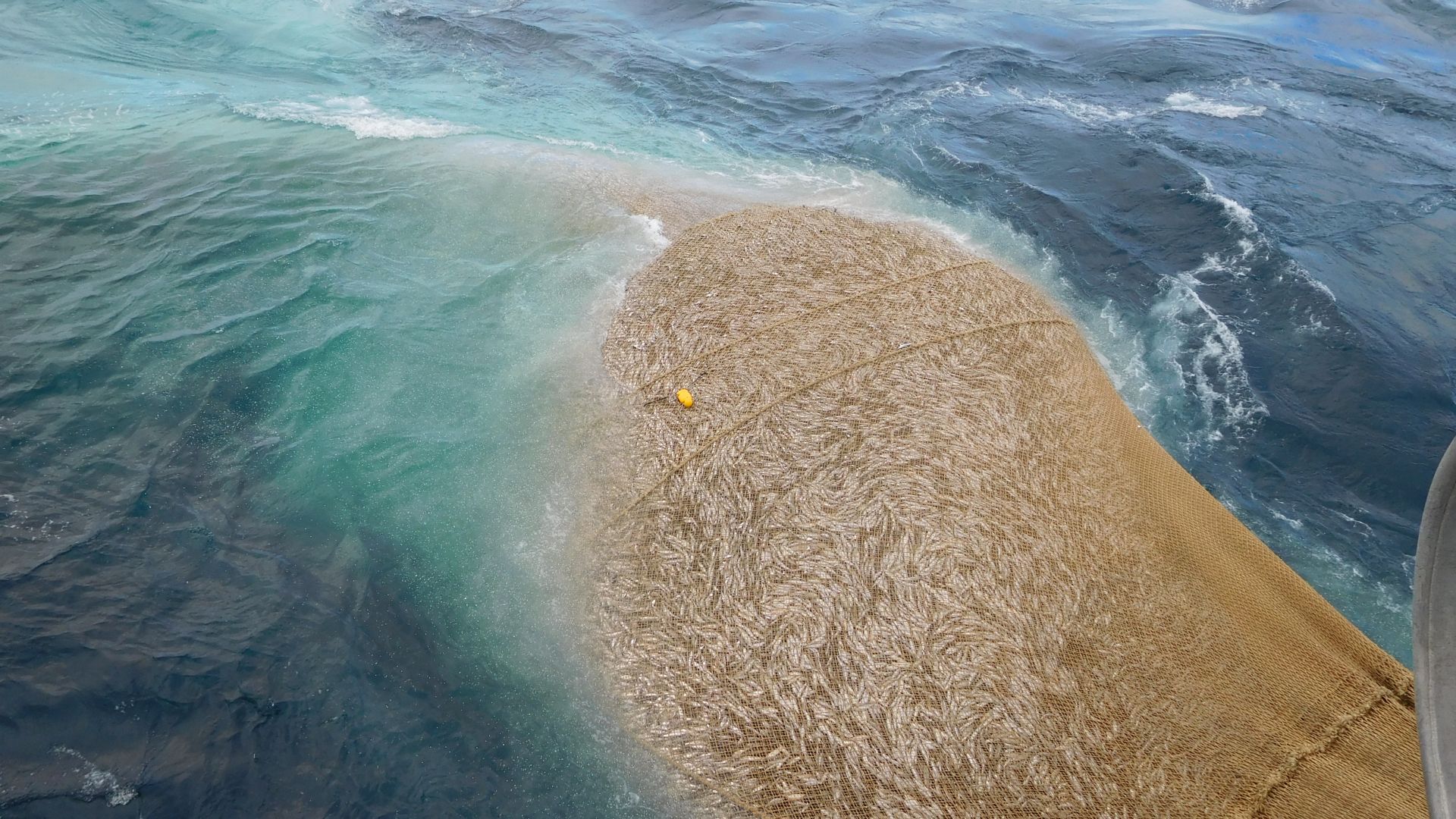 Herring caught in net 