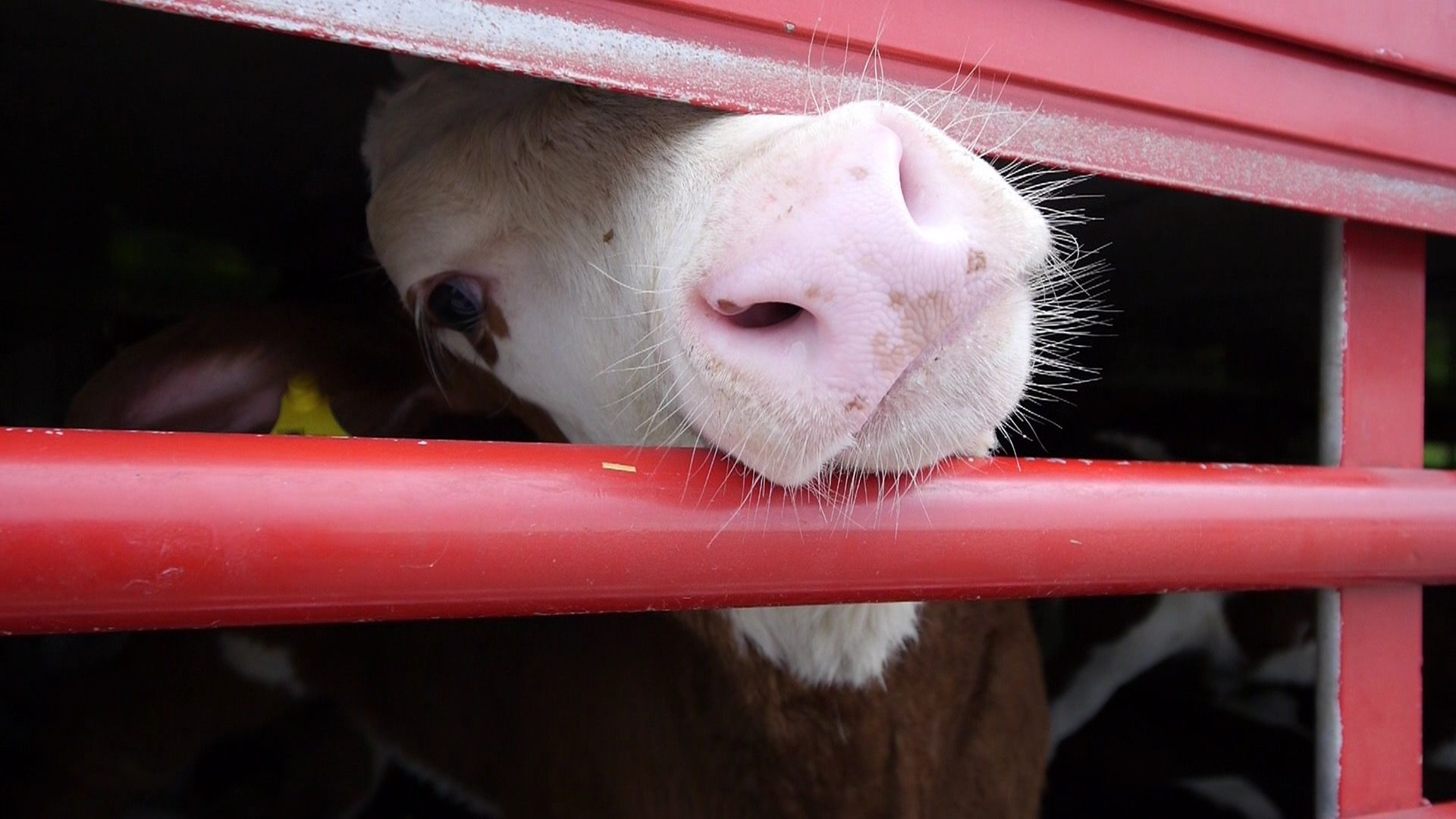 Foto: Eurogroup for Animals Stop lange dyretransporter