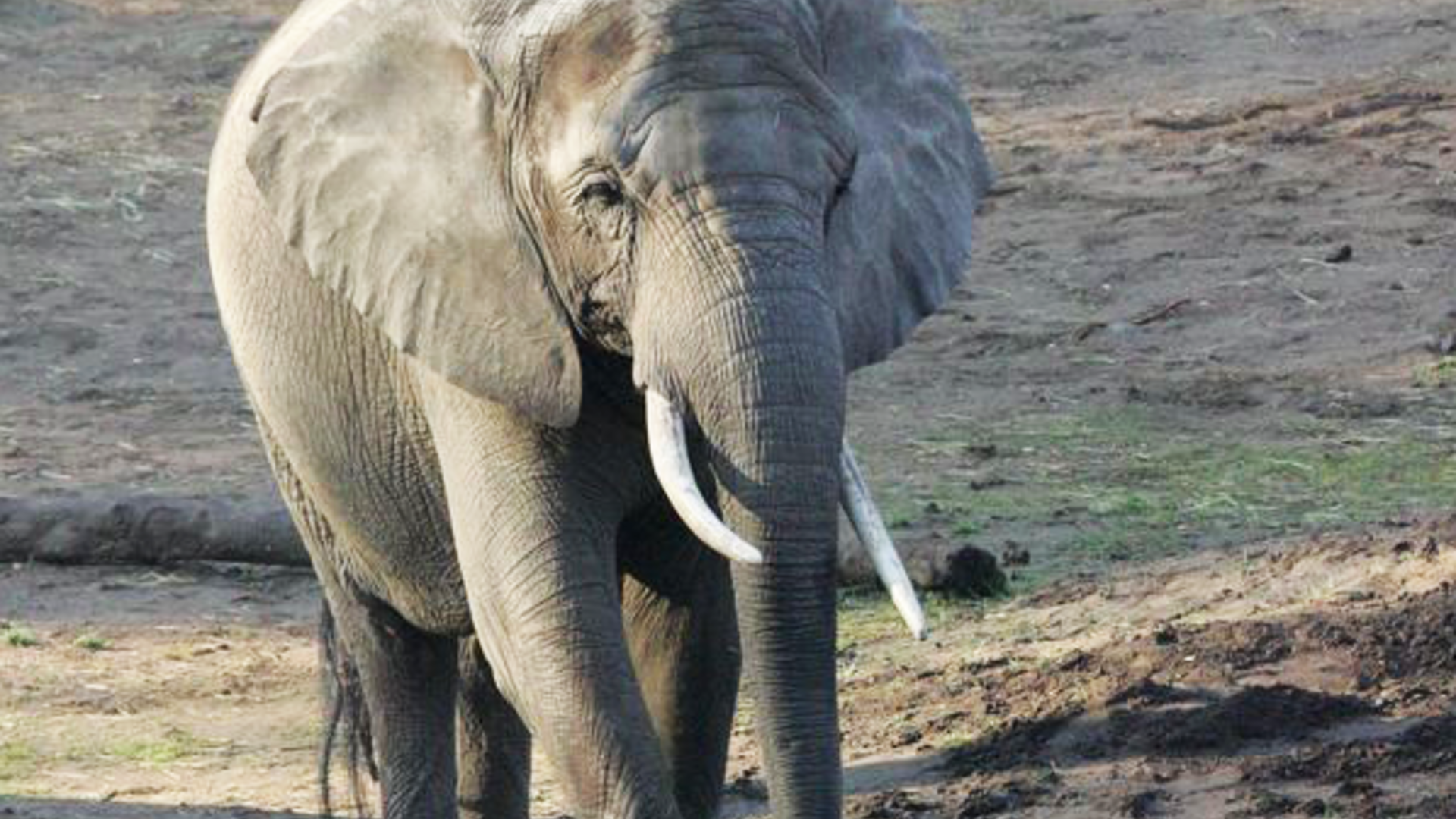 Pensioneret elefant får nye venner