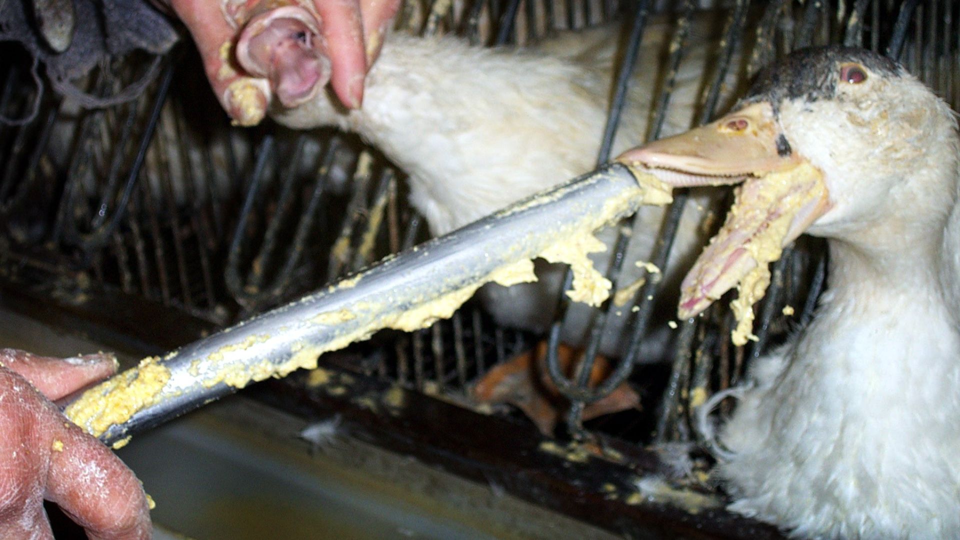 Tvangsfodring i foie gras-produktionen