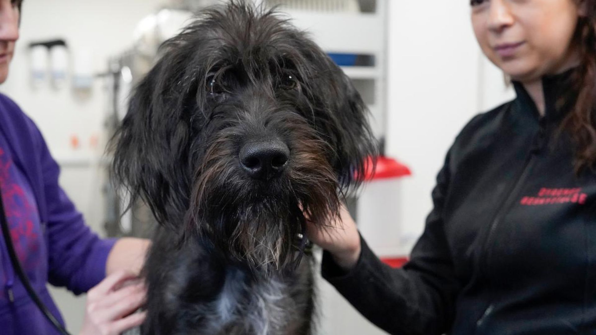 Efterladte eller vanrøgtede hunde, som meldes til 1812 sendes til internat Hund undersøges af dyrlæge