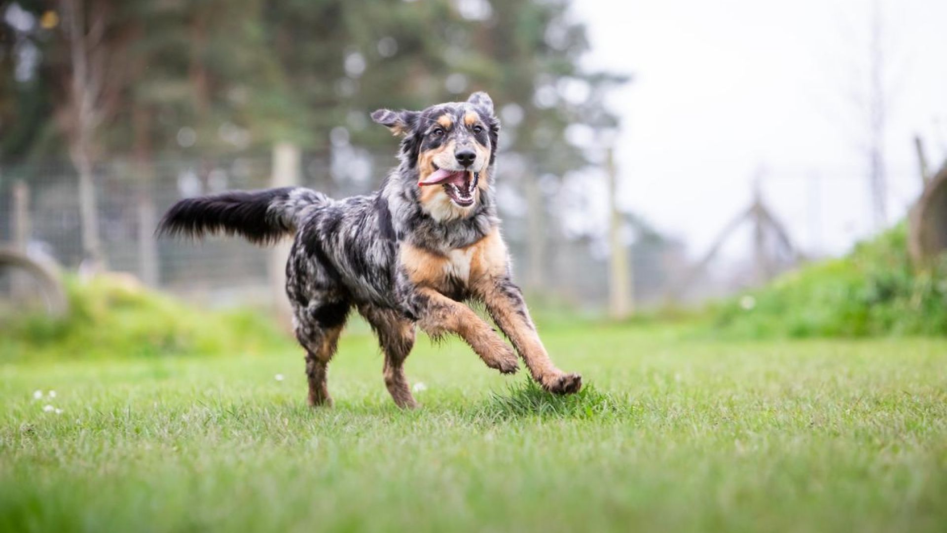 Hund på internat