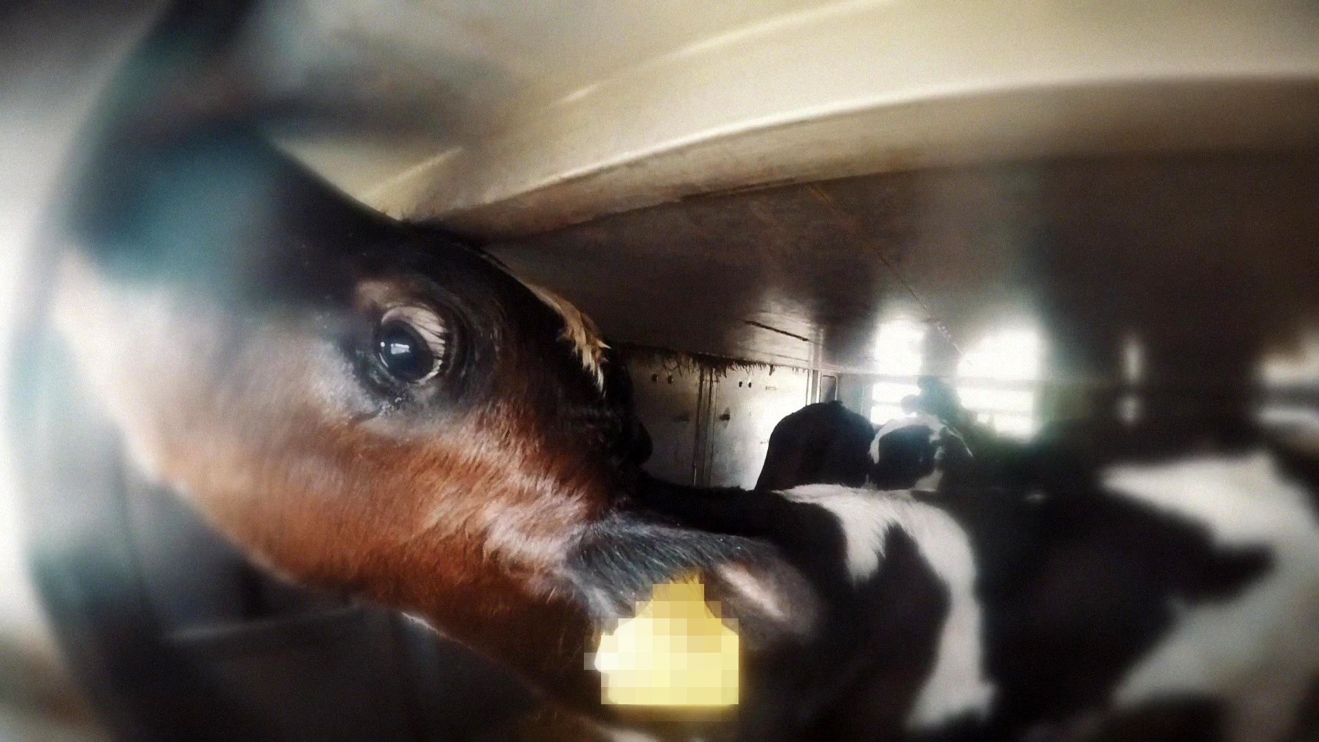 Foto: World Animal Foundation Kalveknæet og kuldeskær