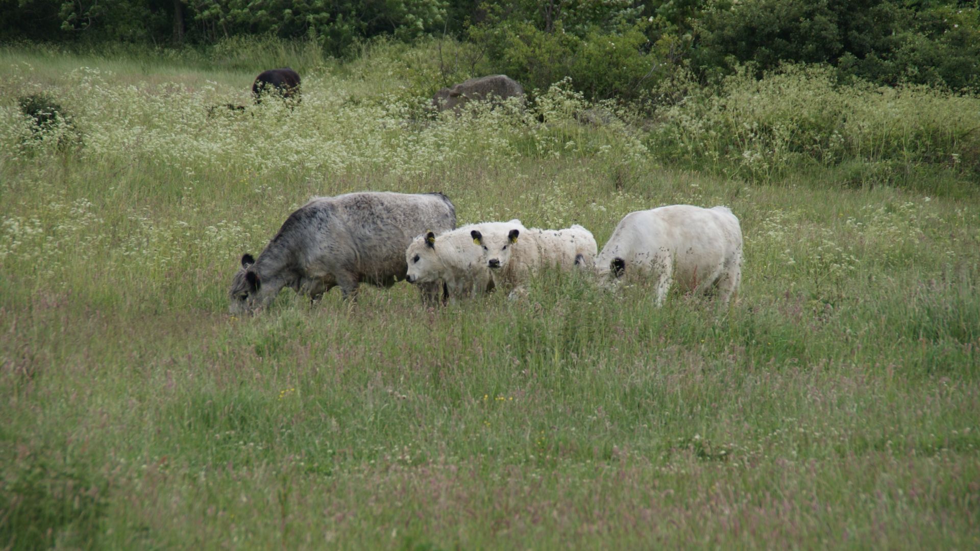 Husdyr i naturnationalpark