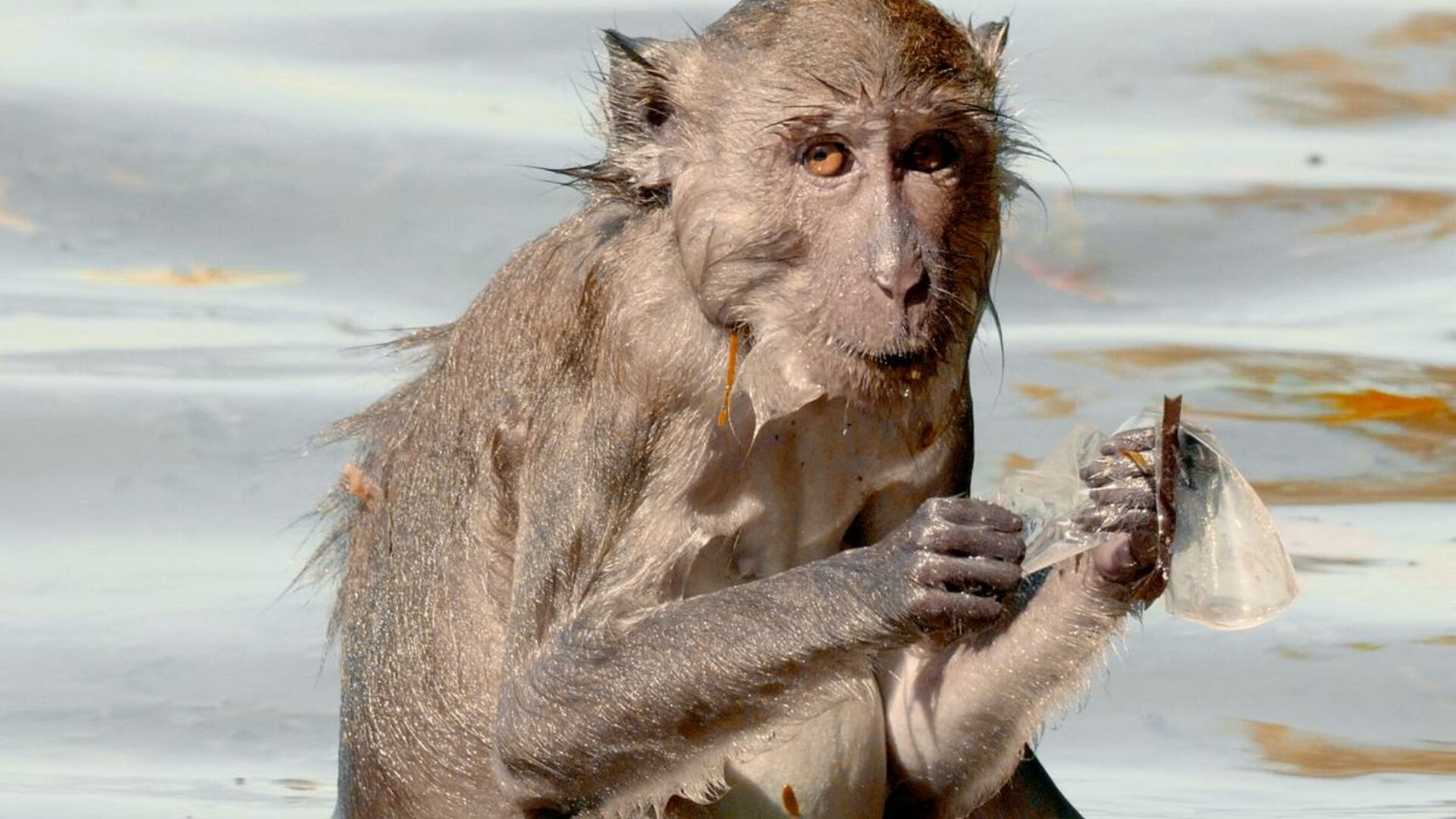 Langhalede makaker elsker at bade