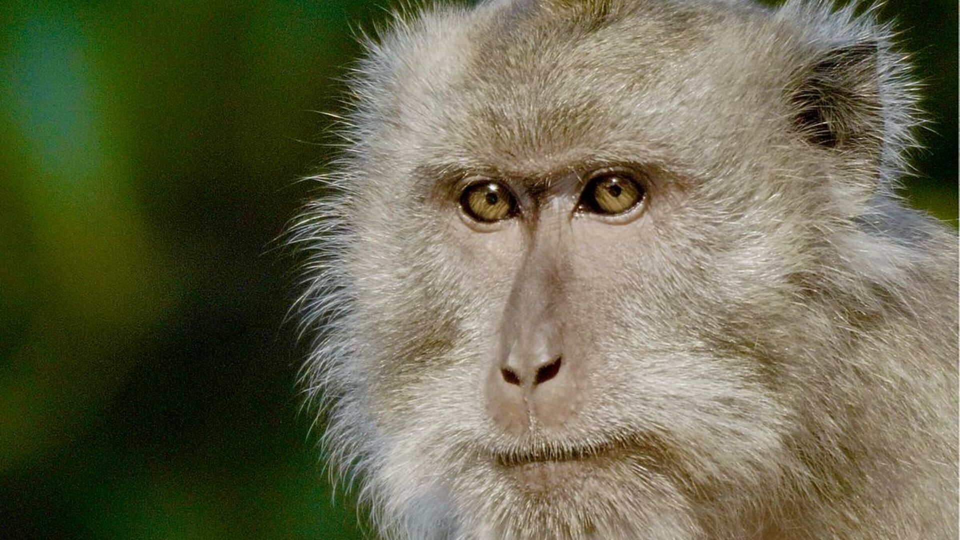 Langhalede makaker har brug for en stemme