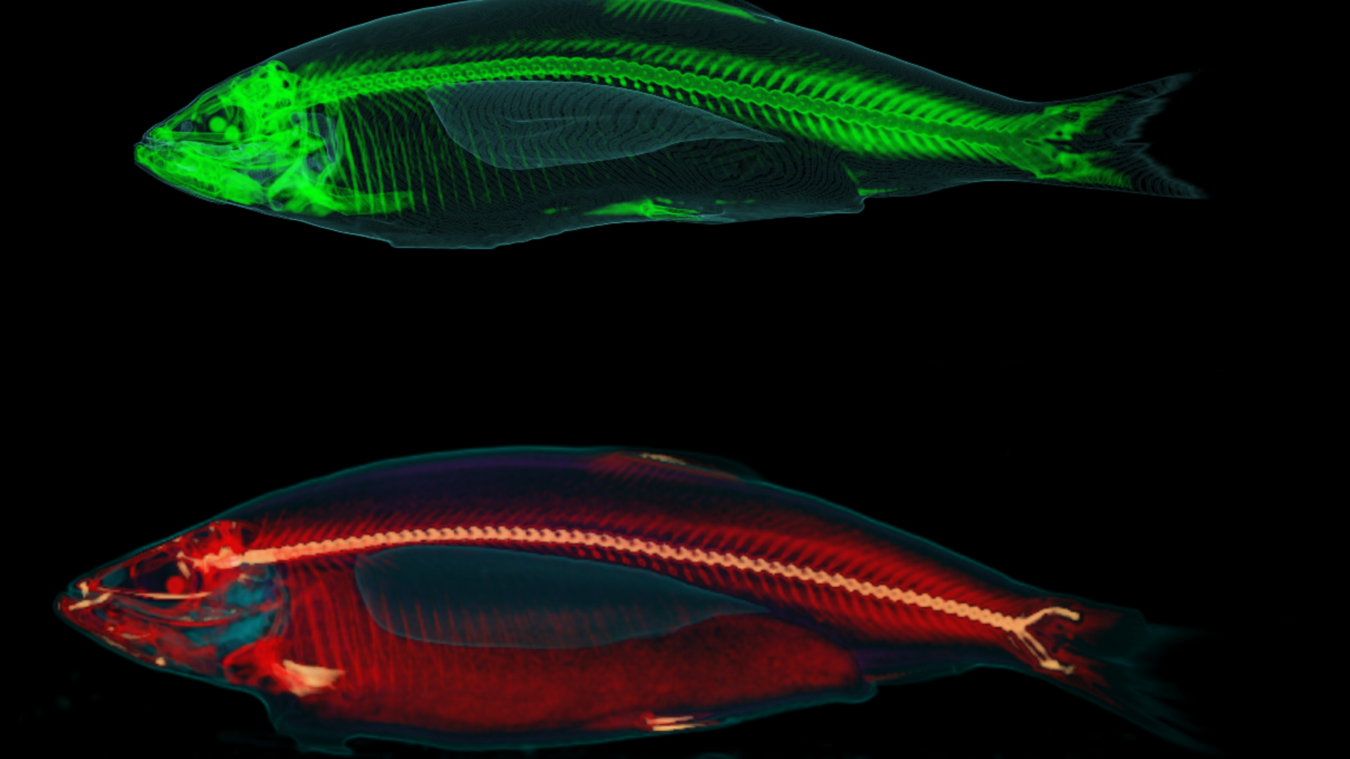 CT-scanninger af fisk