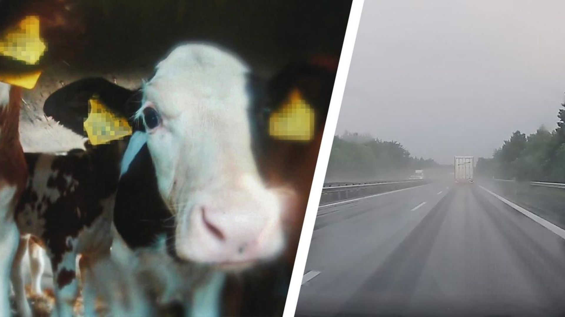 Foto: Animal Welfare Foundation & Dyrenes Beskyttelse Kalve i transportvogn