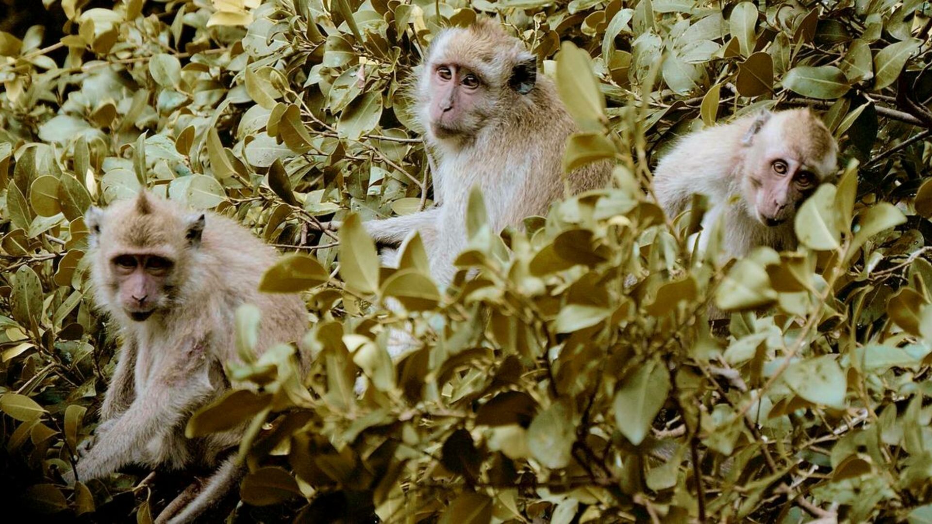 Langhalede makaker bliver jagtet i stor stil