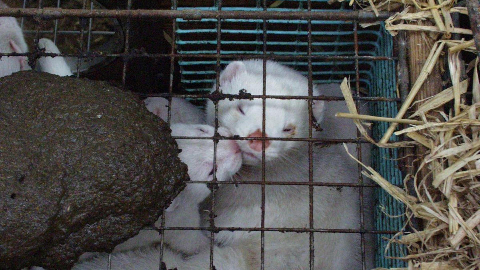 Mink holdes i bure uden plads til, at de kan udfolde deres naturlige adfærd Mink i bur