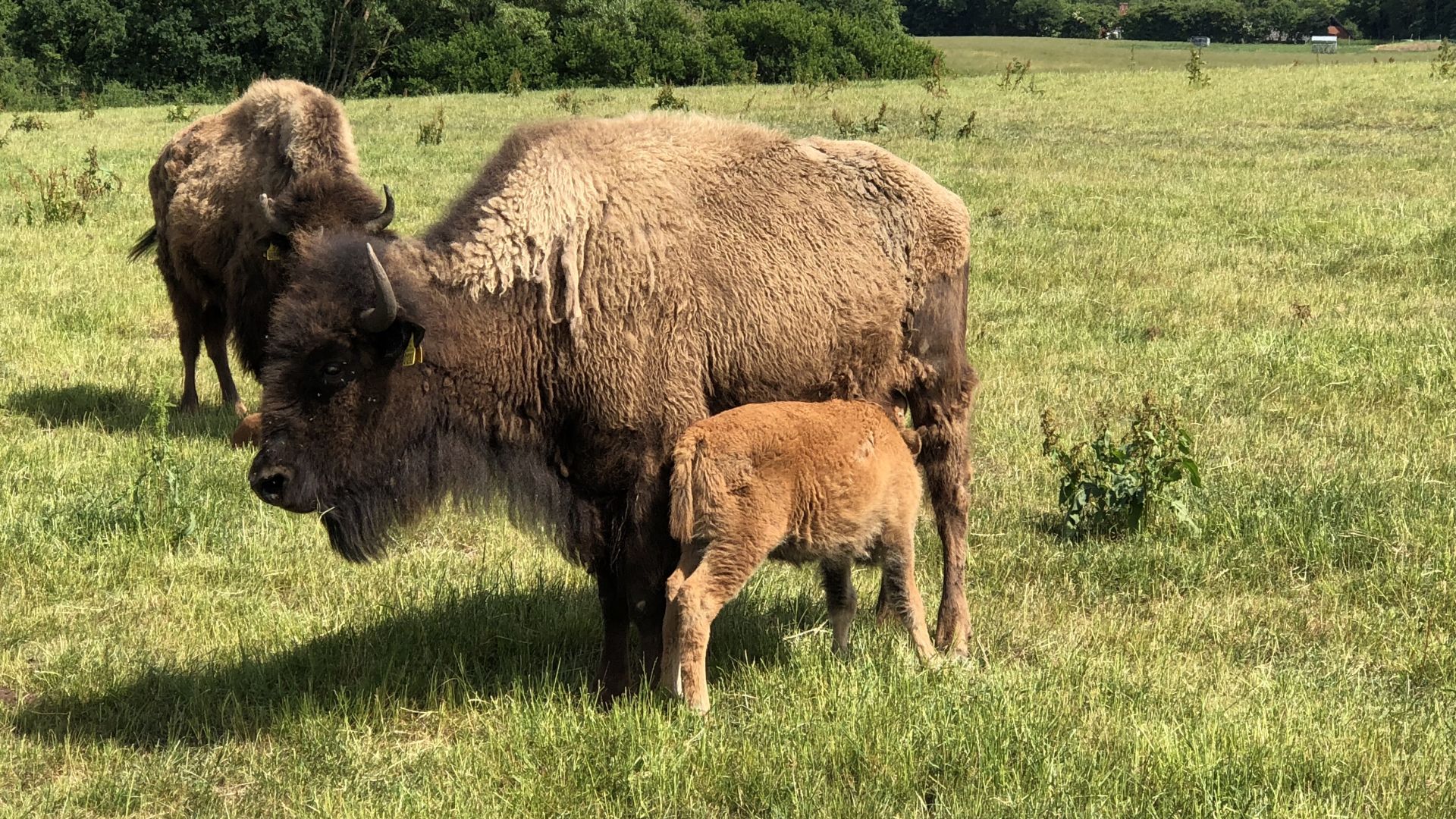 bison