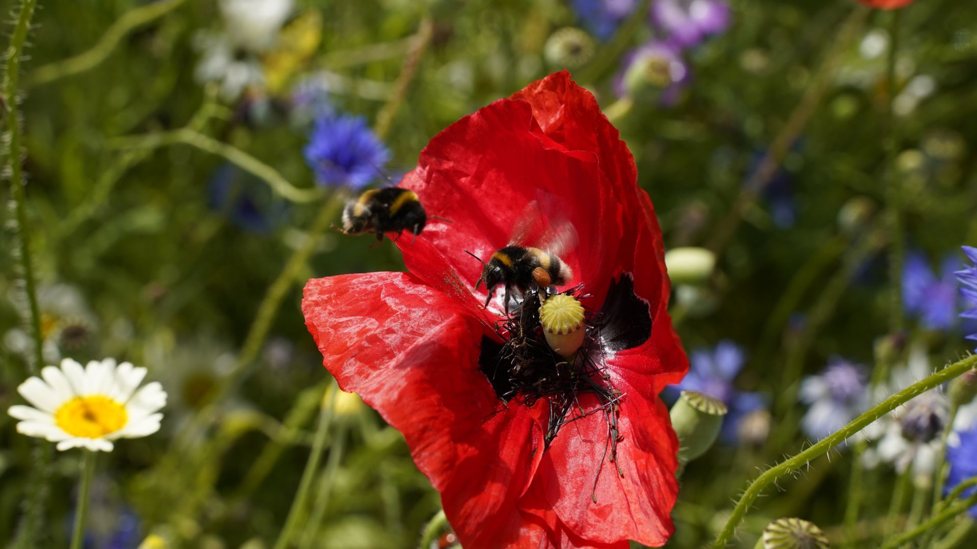 biodiversitet