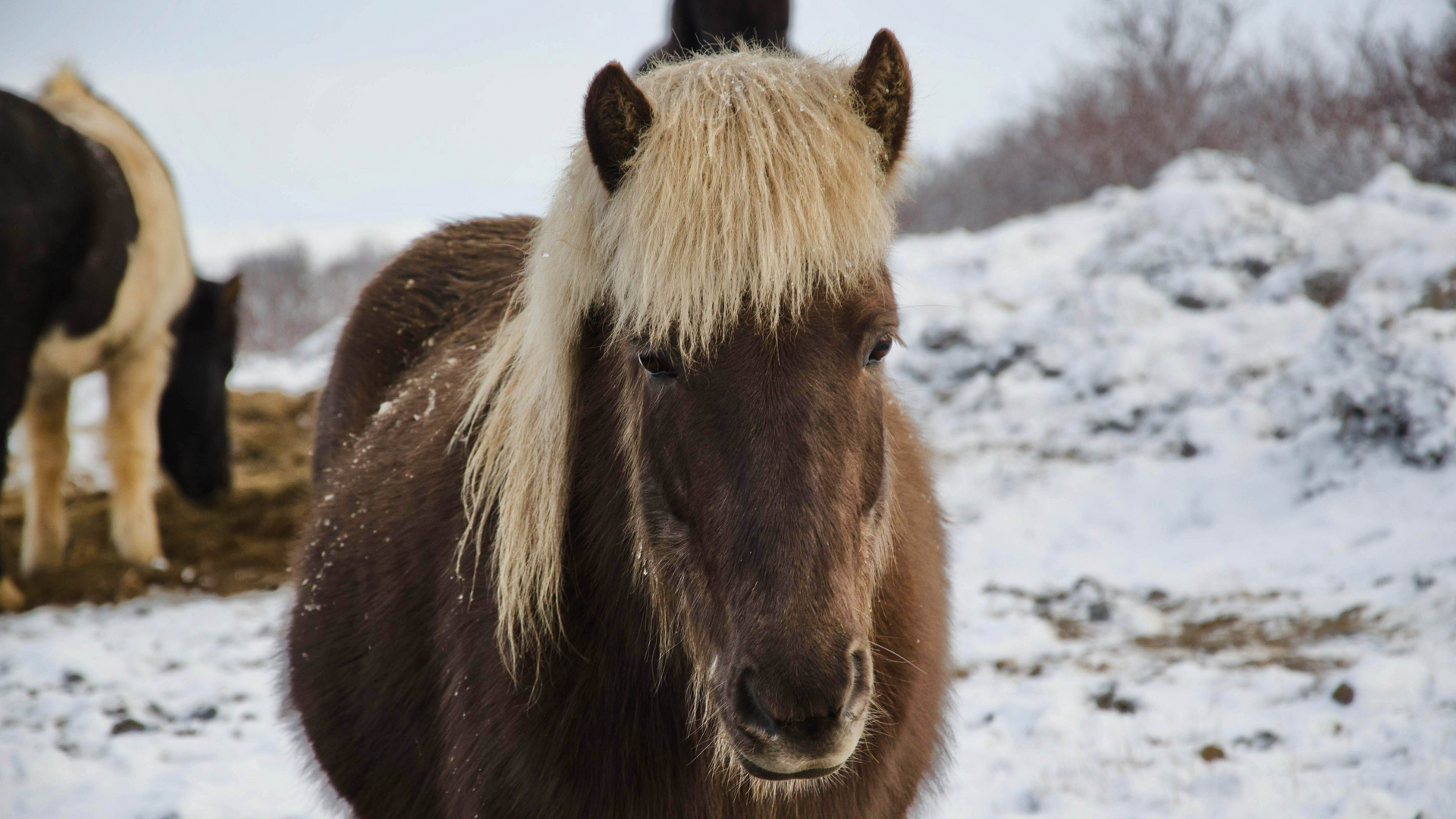 Heste i vintervejr