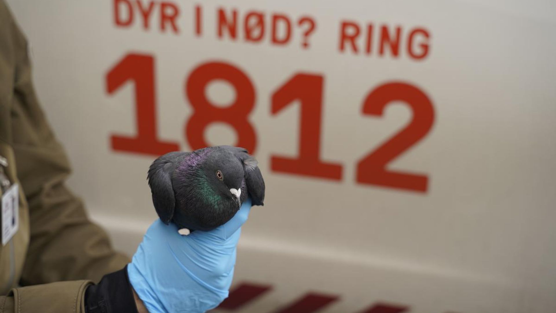 Cirka to tredjedele af opkaldene til 1812 omhandler dyr i det fri – faunadyr. Foto: Dyrenes Beskyttelse Due får hjælp af personale