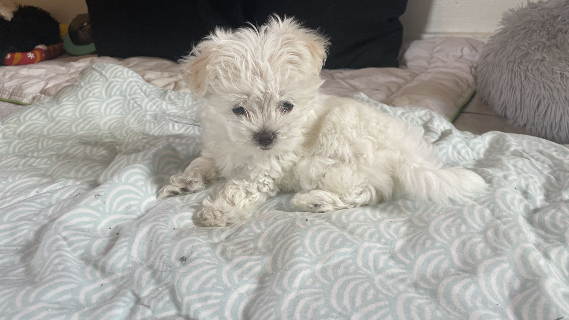 Malteserhvalpen My blev efterladt i en papkasse. Hun viste sig at have vand i hovedet og måtte aflives Hund på tæppe