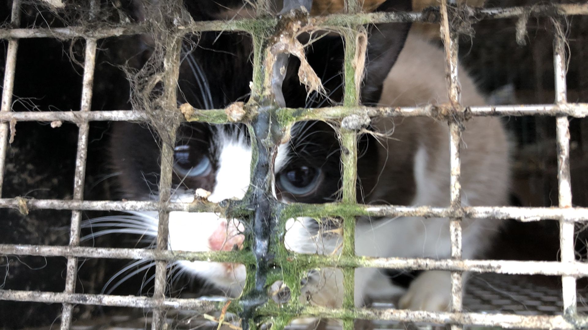Mink holdes i bure uden plads til, at de kan udfolde deres naturlige adfærd. Foto: De Glemte Danske Ræve Kat i minkbur